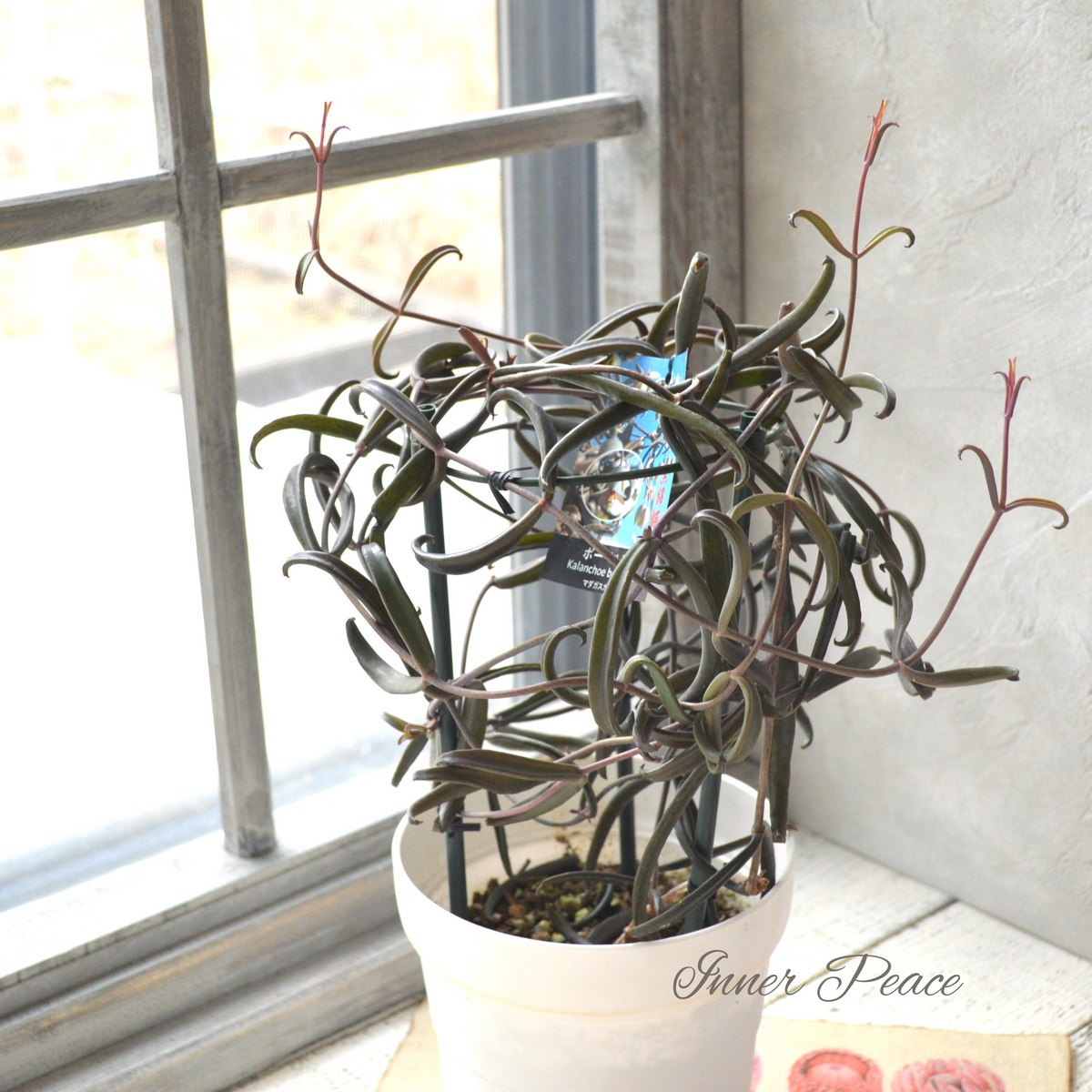 希少ギムノカリキウム【黒蝶錦（コクチョウニシキ）】実生株（国産・育成）と接木株 ギムノカリキウム ”大型” 二グラム 親木「Gymnocalycium gibbosum v.