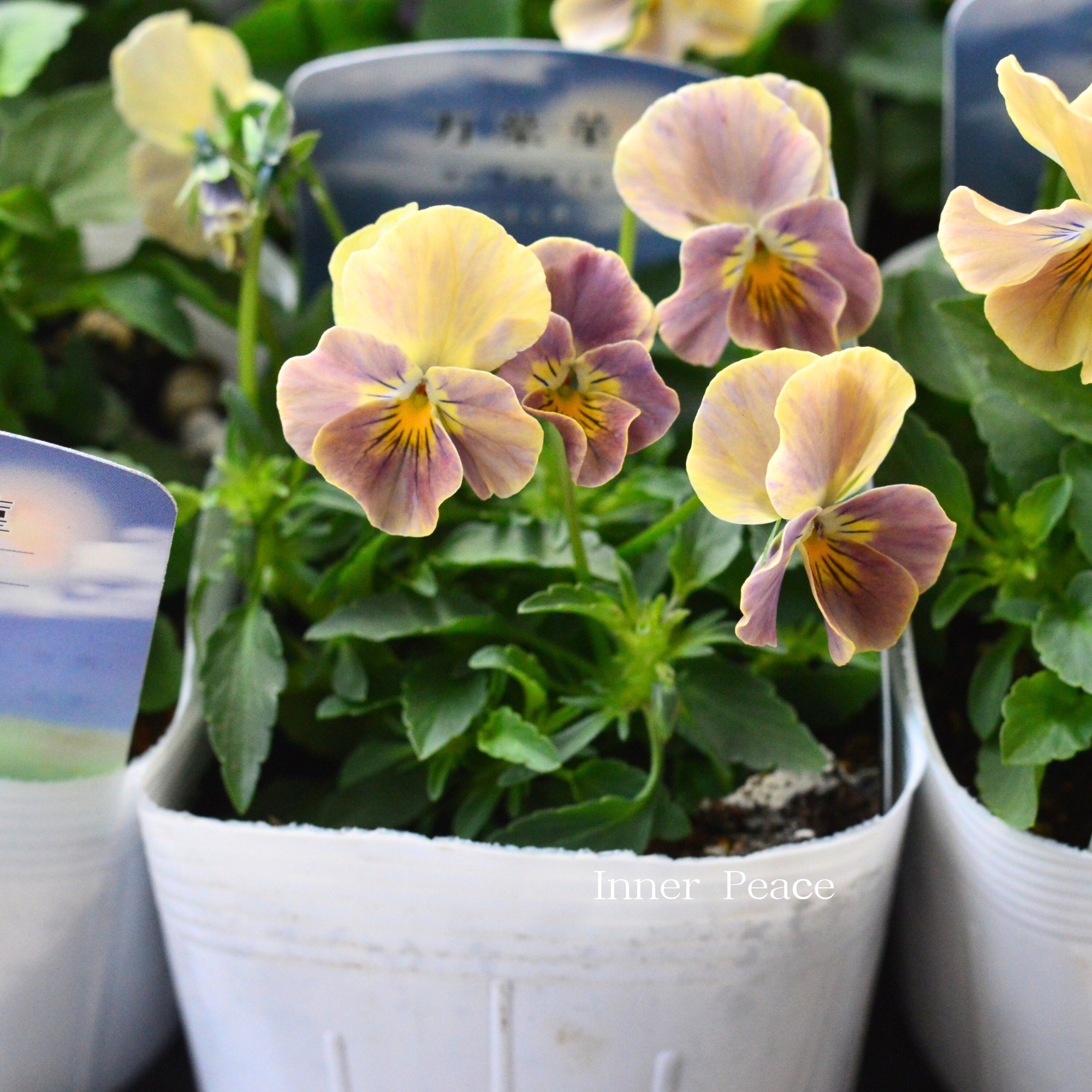 【桂楓園さんオリジナル】 ビオラ　『万葉菫・おぼろ月』   3.5寸POT