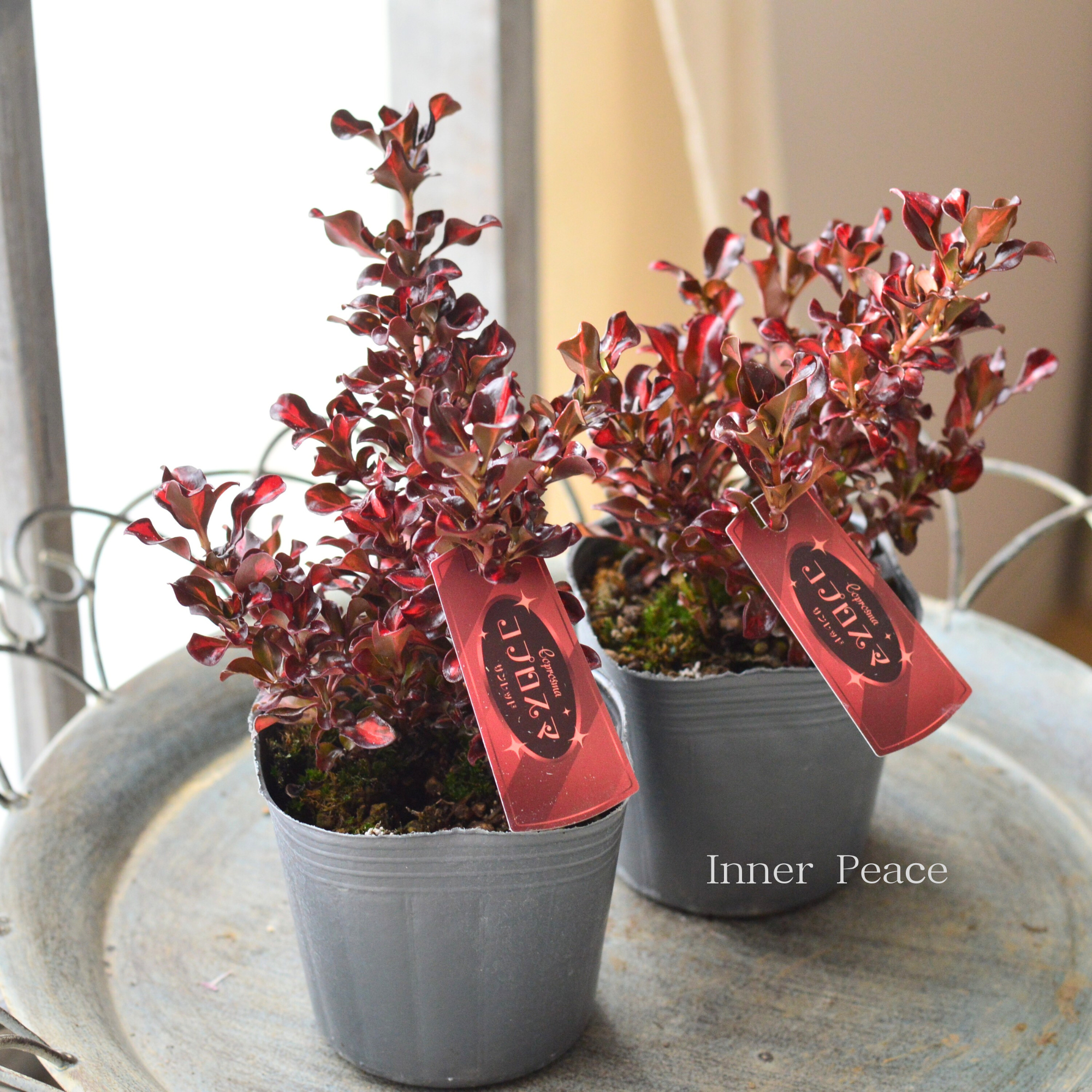 【寄せ植えに】 コプロスマ　『サンレッド』　3寸POT