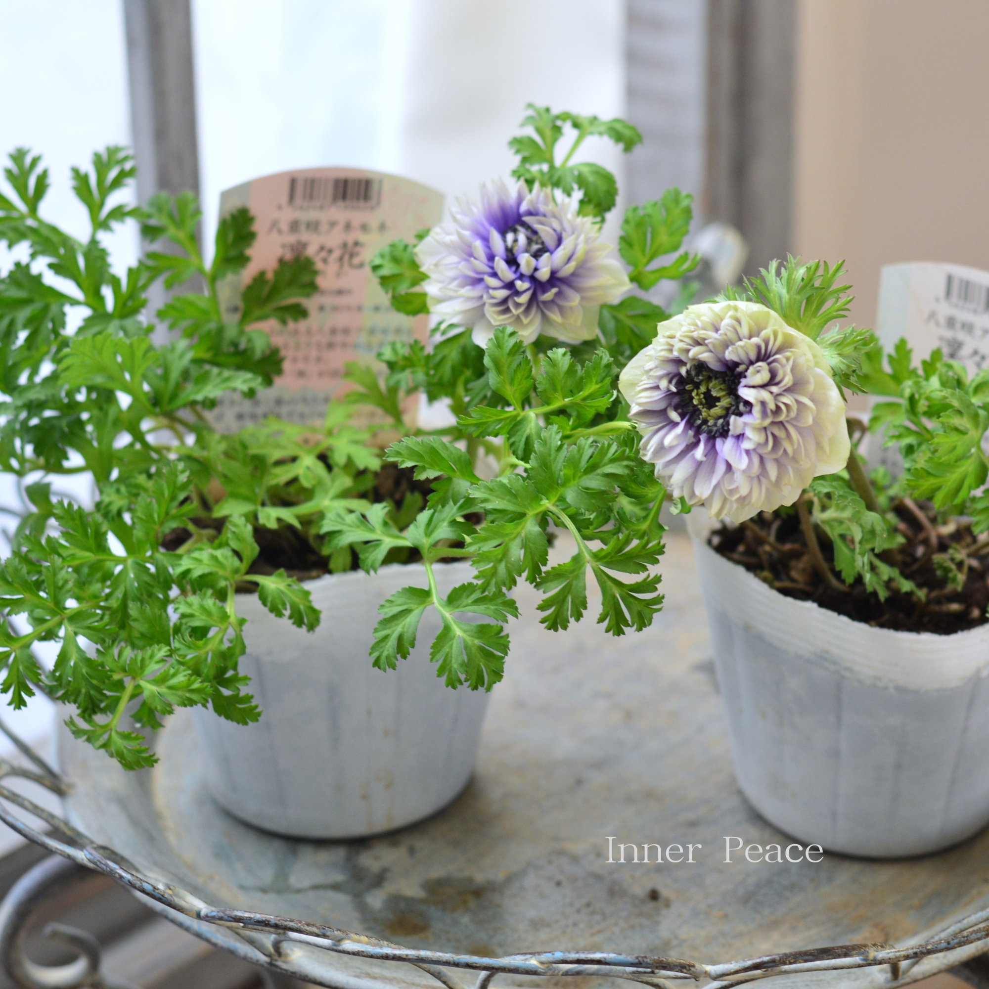 【八重咲き】 アネモネ 『凜々花・ラベンダー系』　　3.5寸POT