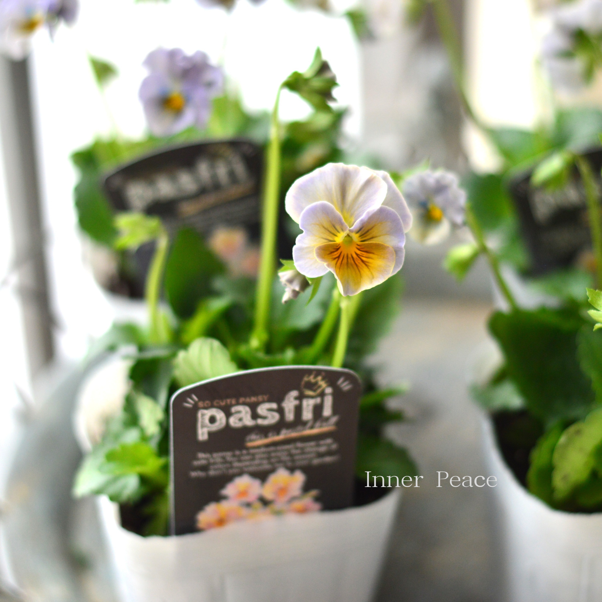 【桂楓園さんオリジナル】 パンジー　『pasfri  ～パスフリ～・5番』   3.5寸POT