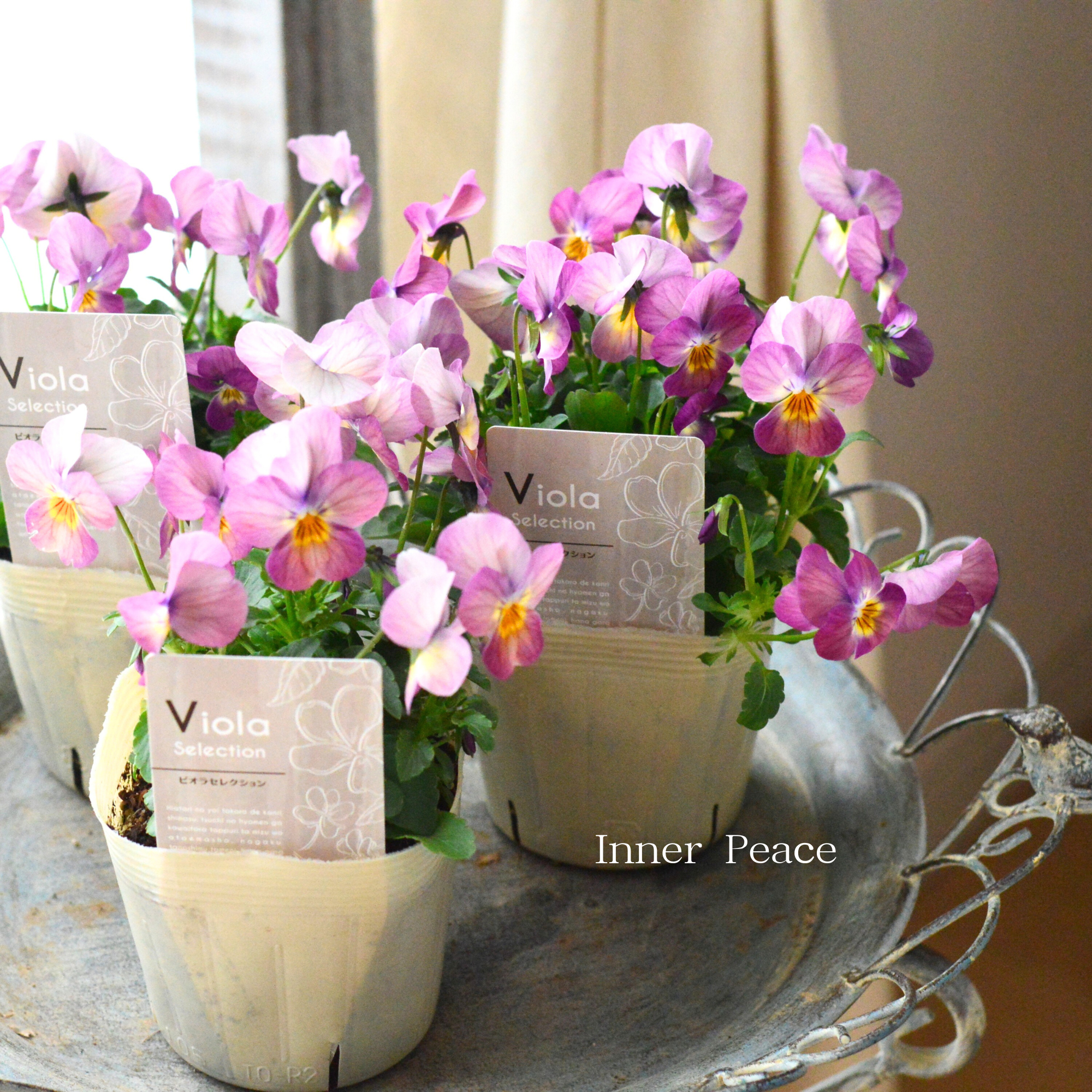【かわいい】 ビオラ　『ピーチ』　3.5寸POT