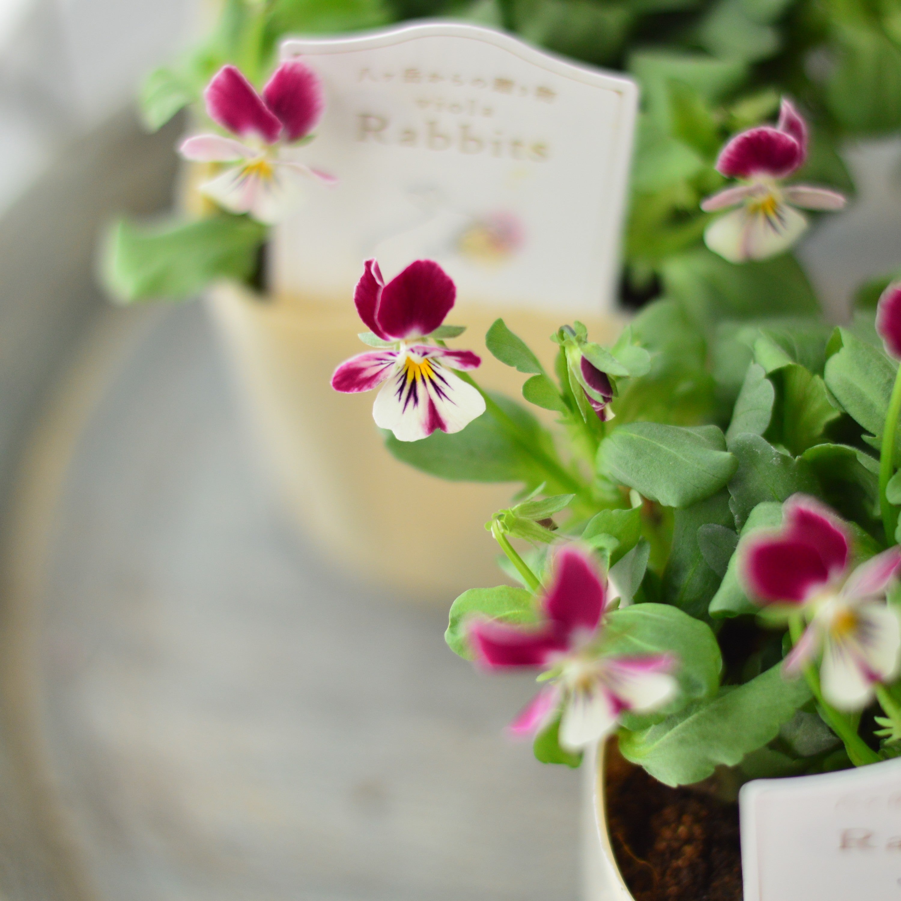 【VEGIHANA FARMさん】 ビオラ　『ラビッツ・A』　　3.5寸POT