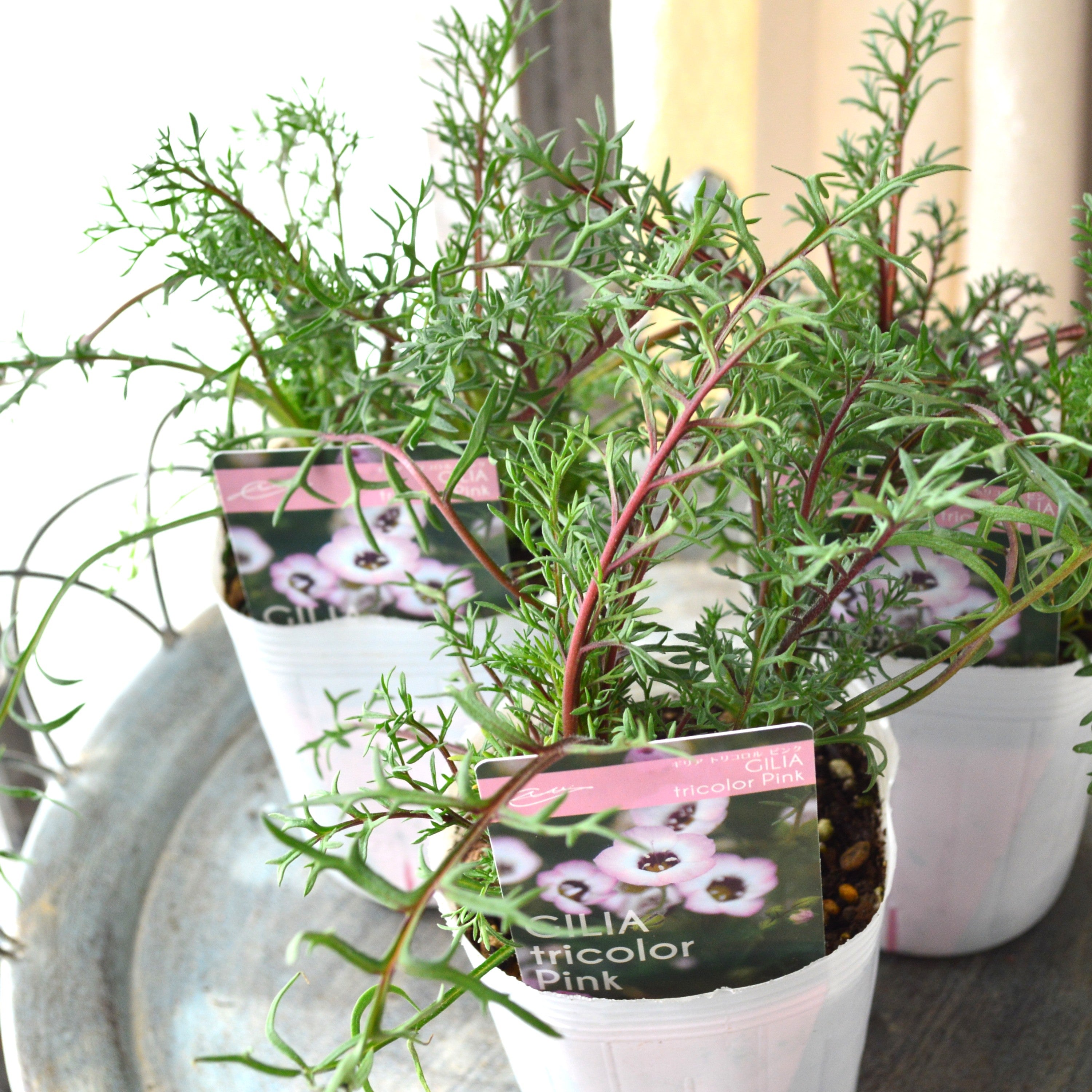 【美しい】 ギリア 『トリコロール・ピンク』 植え込み用　　3寸POT