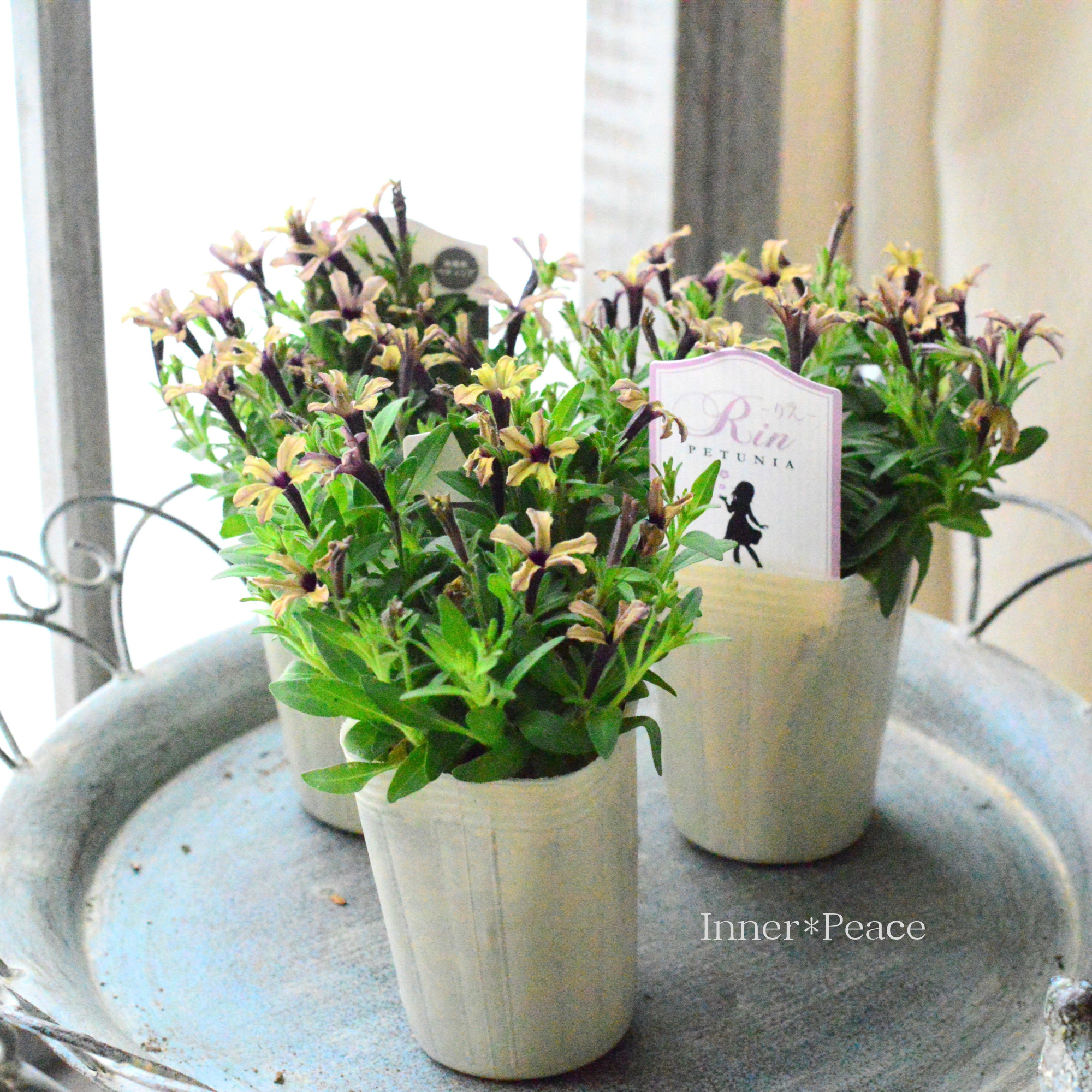 【おしゃれ】 ペチュニア 『りん・アンティークカラー』　 2.5寸ロングPOT