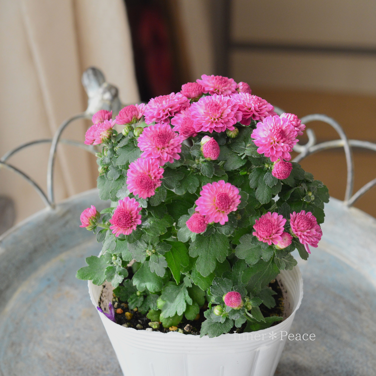 【ポンポン咲き】 ガーデンマム　『ジジ・ダークピンク』　　3.5寸POT