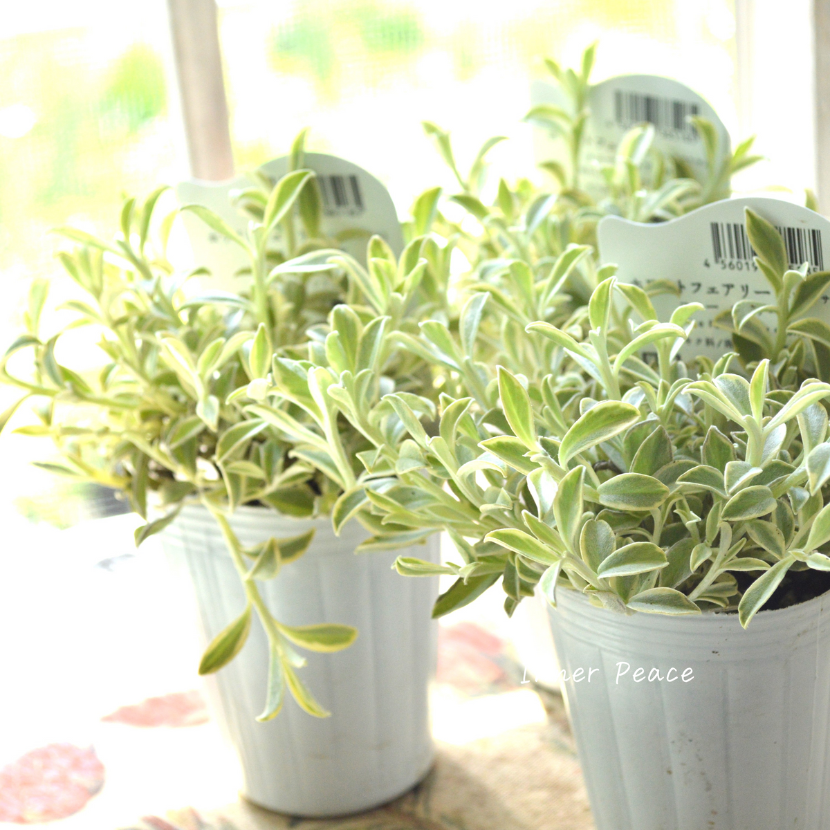 斑入り】 ヘリクリサム 『ホワイトフェアリー・コニーエトワール』 2.5