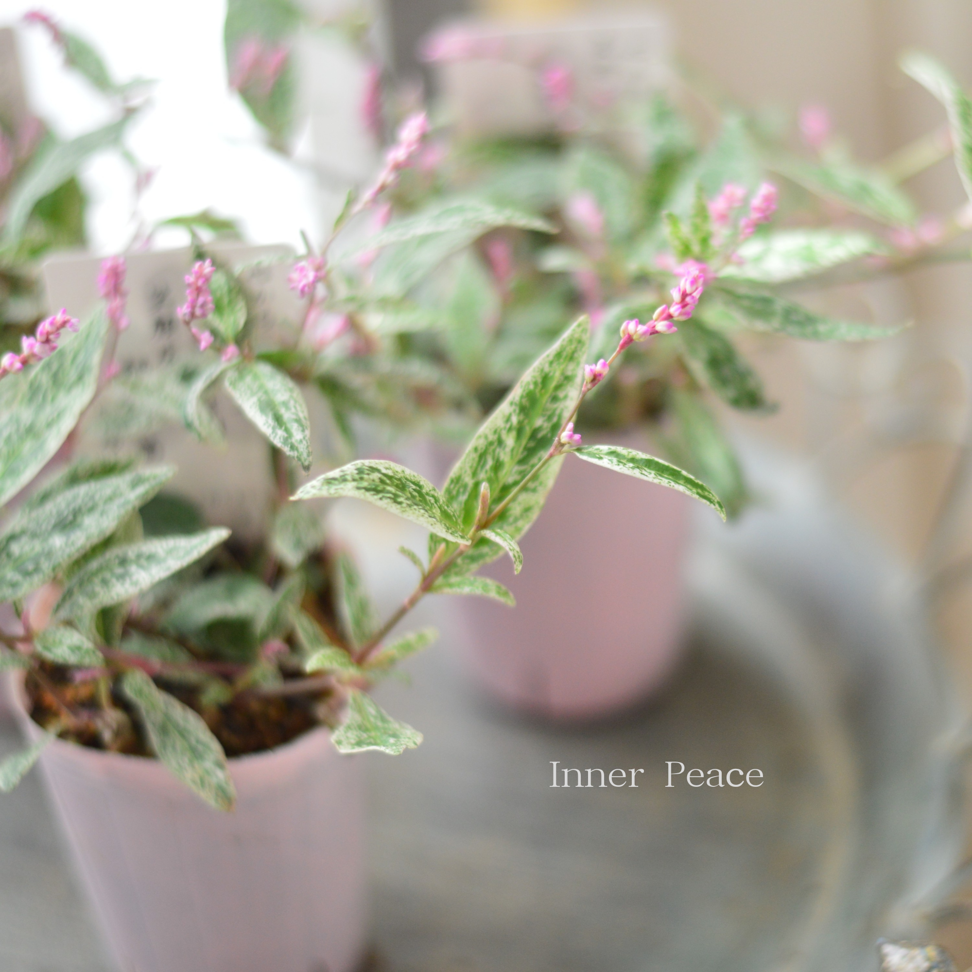 【希少】 ペルシカリア　『雪桜』　　2.5寸ロングPOT