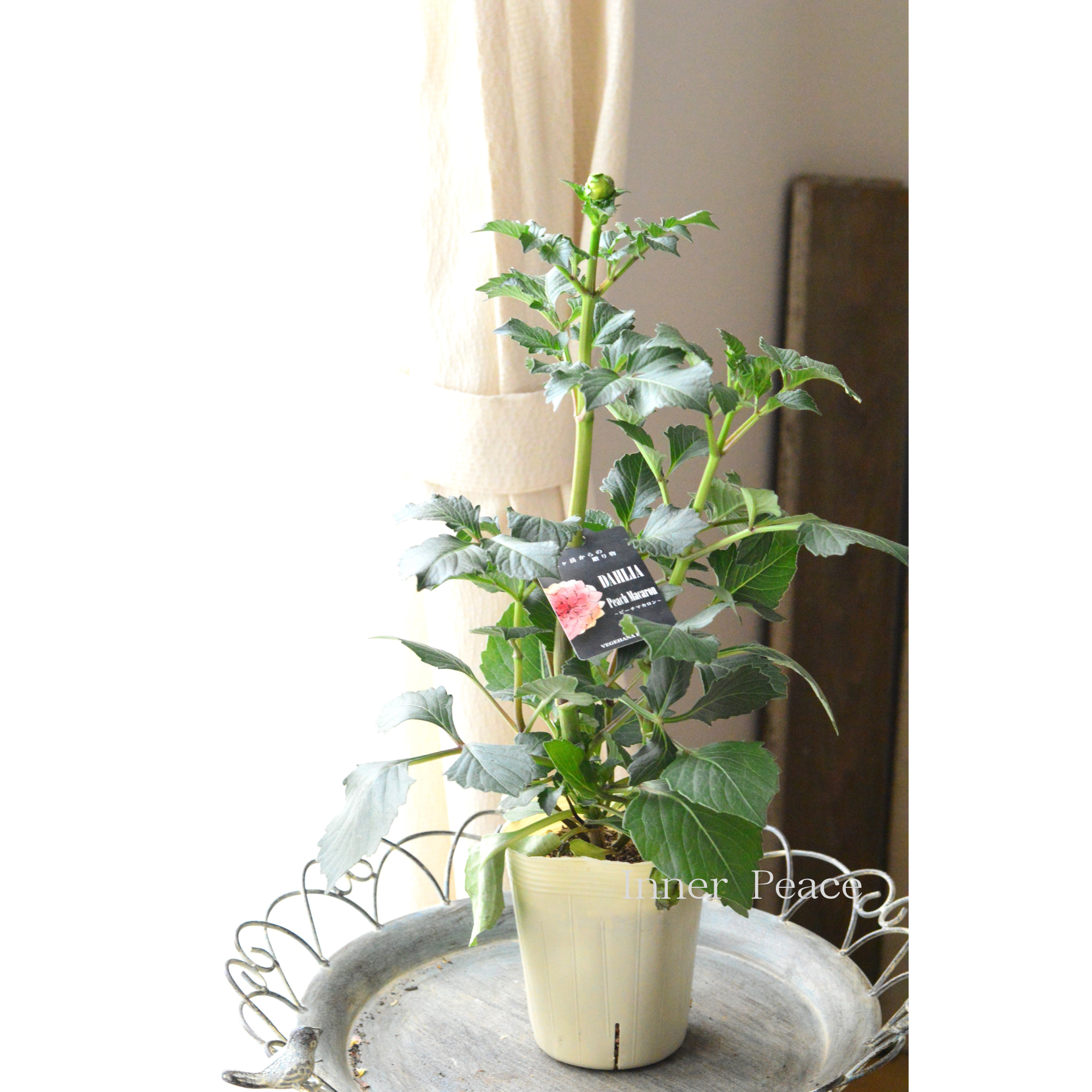 【美しい】ダリア 『ピーチマカロン』　　3.5寸ロングPOT