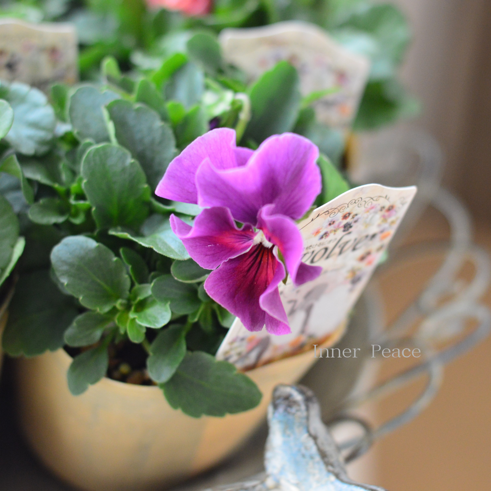 【美しい】  ビオラ　『evolve　～エボルベ～』　3.5寸POT