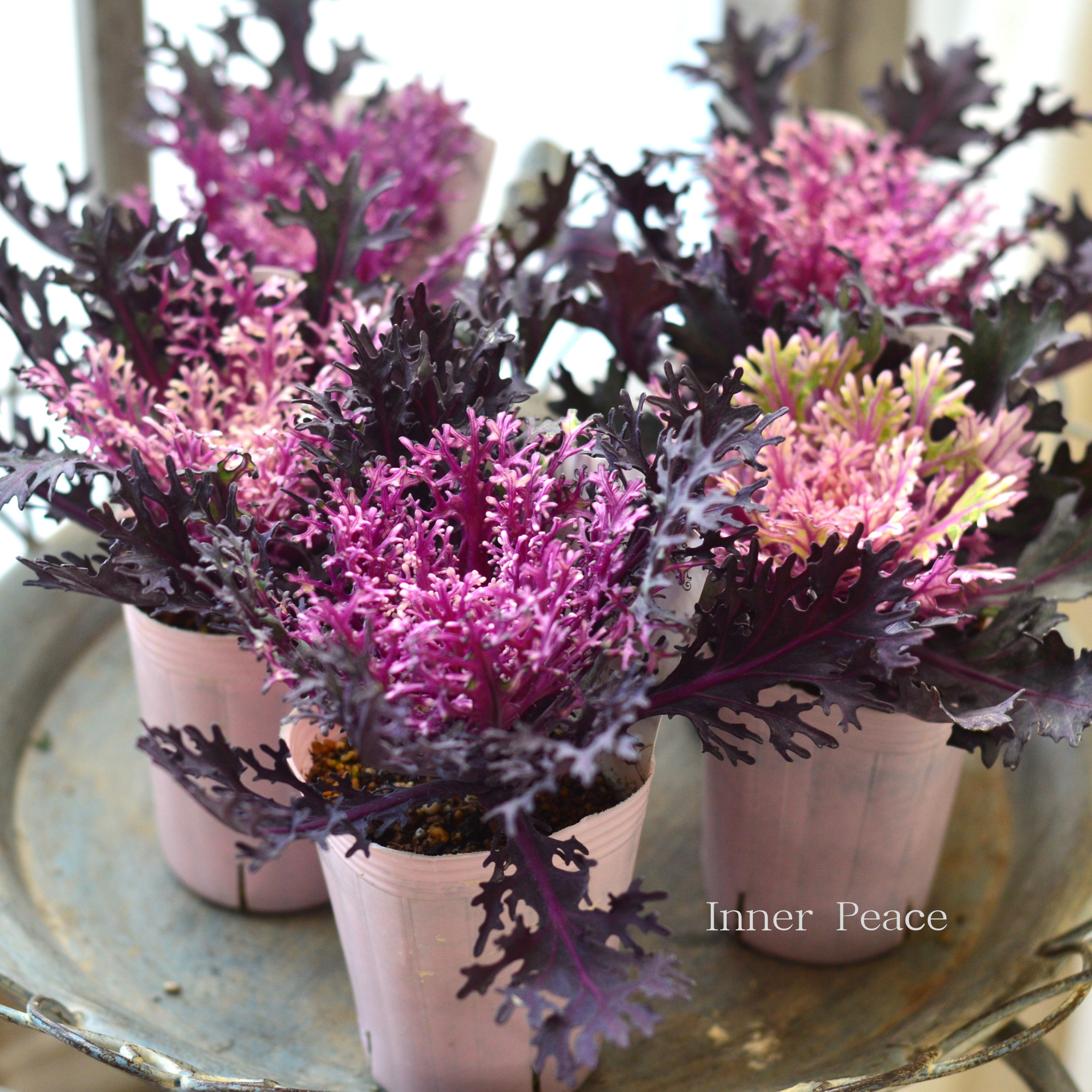 【美しい】 葉牡丹　『ヴィンテージベイン・切れ葉』  2.5寸POT