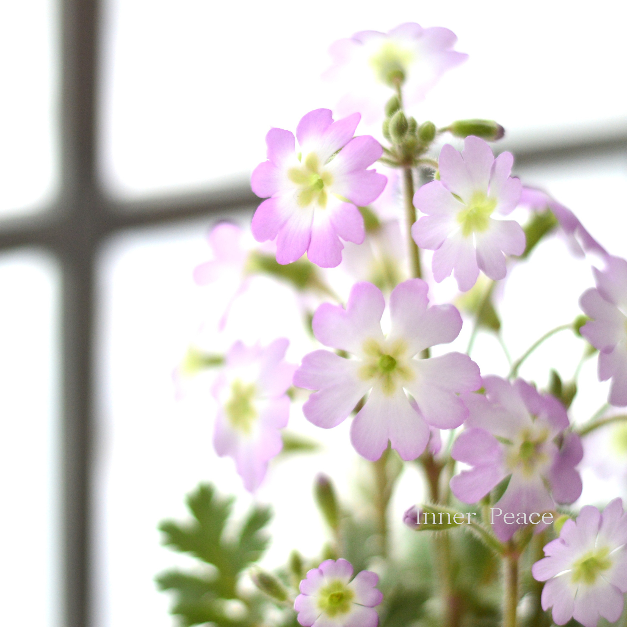 【かわいい】 雲南サクラソウ　『オーロラ』　　3.5寸POT