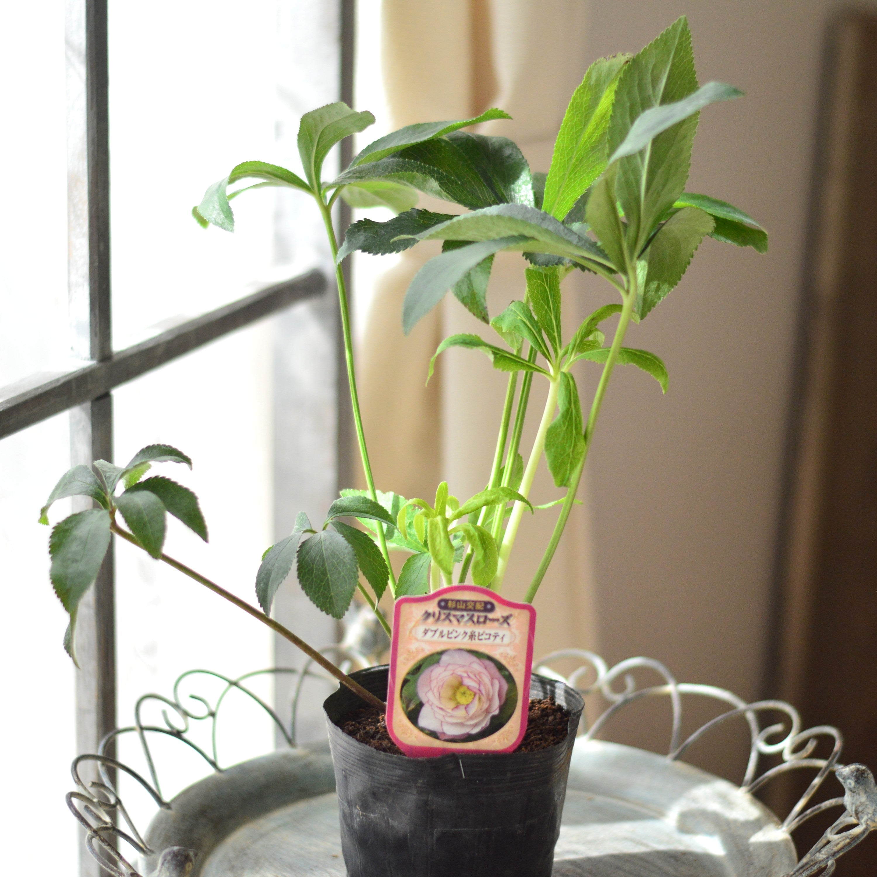 杉光園芸さん】 クリスマスローズ 『ダブル・ピンク糸ピコティ』 4寸POT