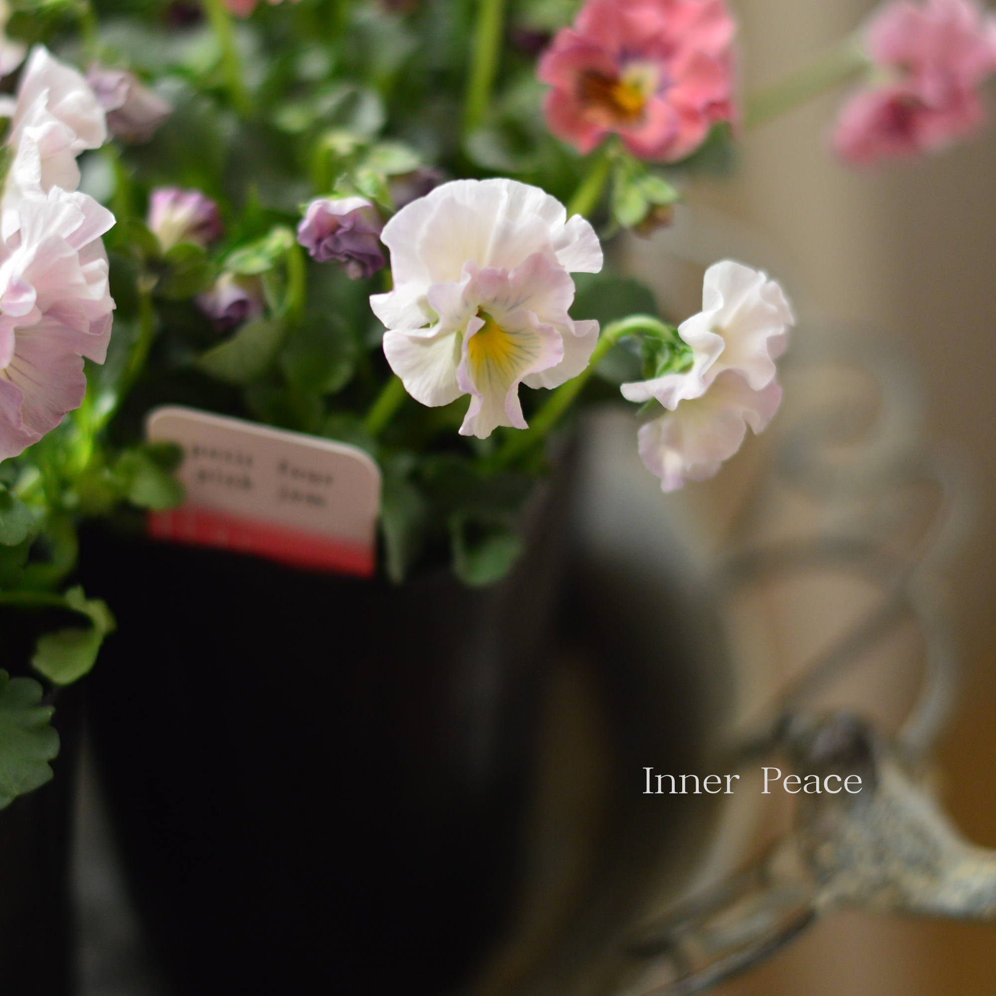 【ハルグリンさん】 ビオラ　『プティフール・ピンクジャム』　　3寸POT