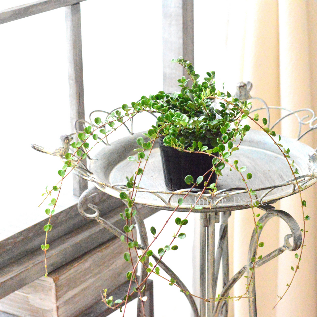 c8d82bd731ecb6dc9ec88b522930b9