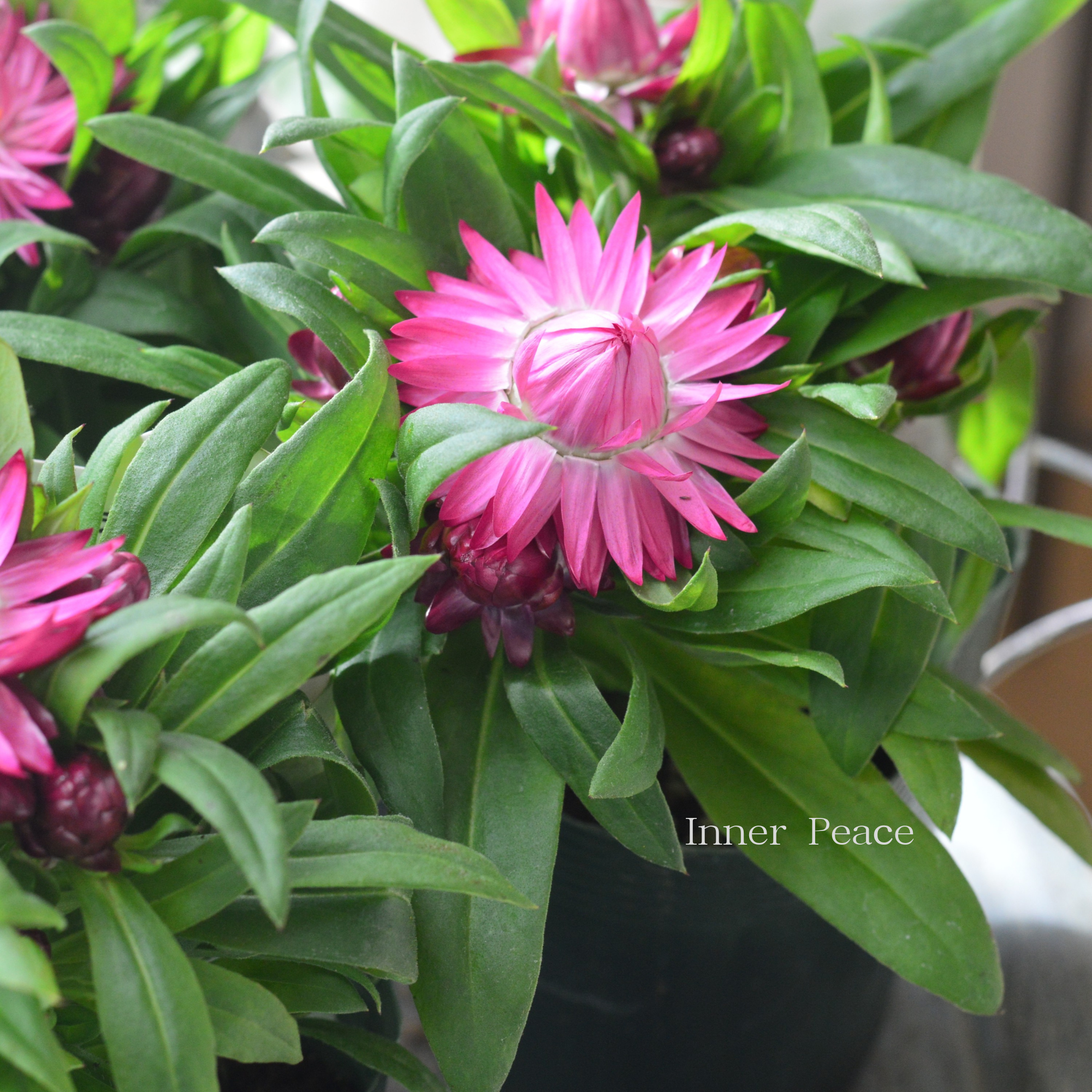 【ユニーク】 ブラクテアンサ（ヘリクリサム） 『モハベ・ピンク』　3.5寸POT