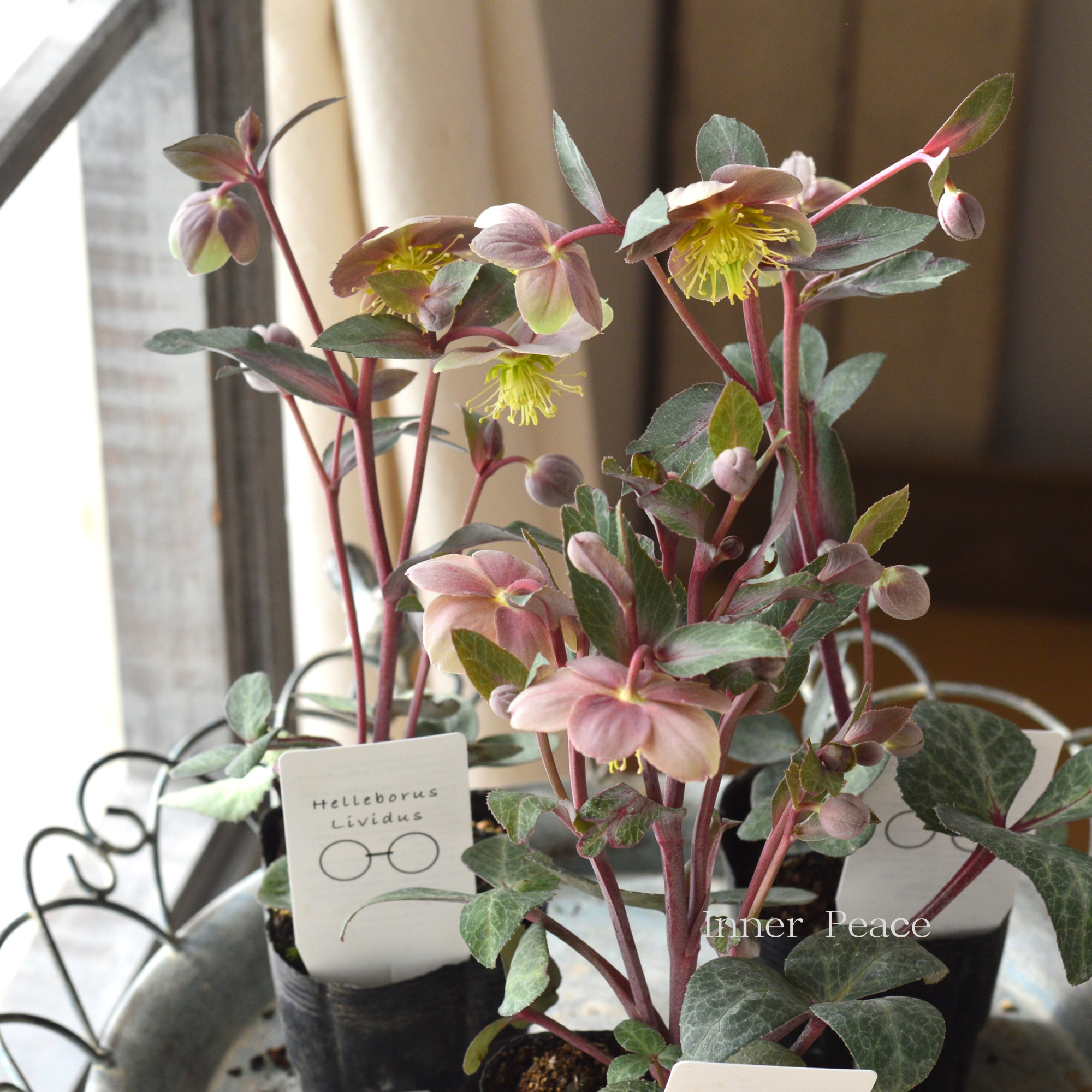 【杉光園芸さん】  クリスマスローズ 『リビダス』　　3寸POT