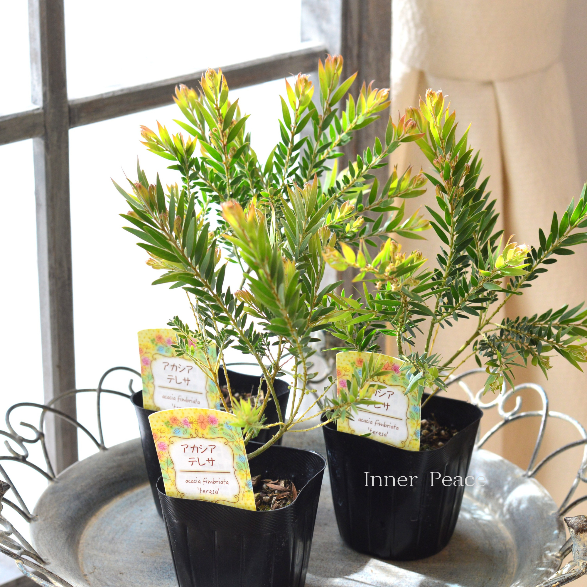 【美しい】 アカシア 『テレサ』　　３寸POT