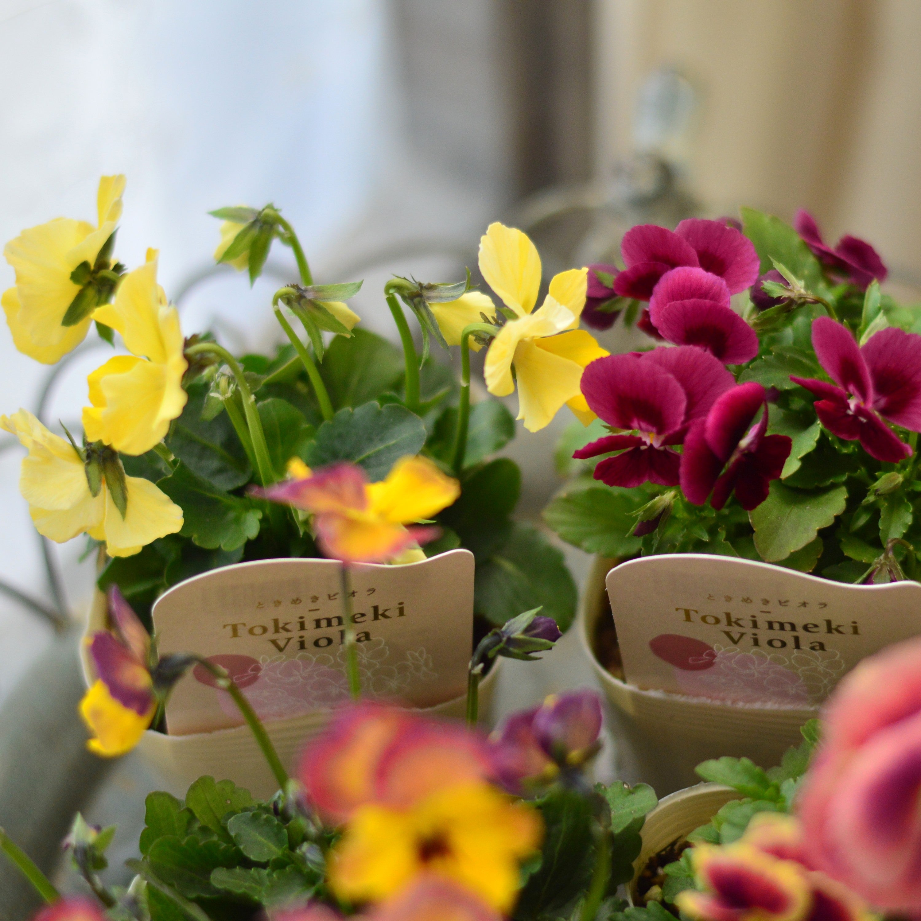 【希少】 ときめきビオラ　『お名前なし』　3.5寸POT