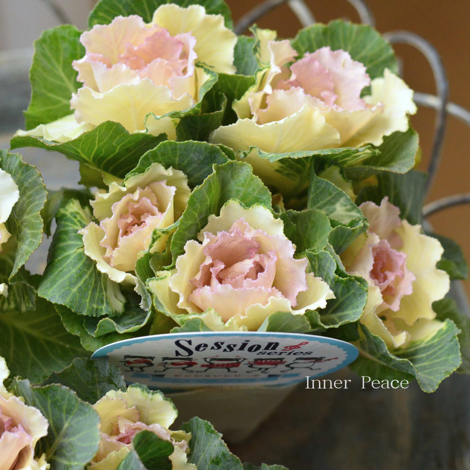 【５本植え】 葉牡丹　『セッション・ベイビｰチュール』  3寸POT