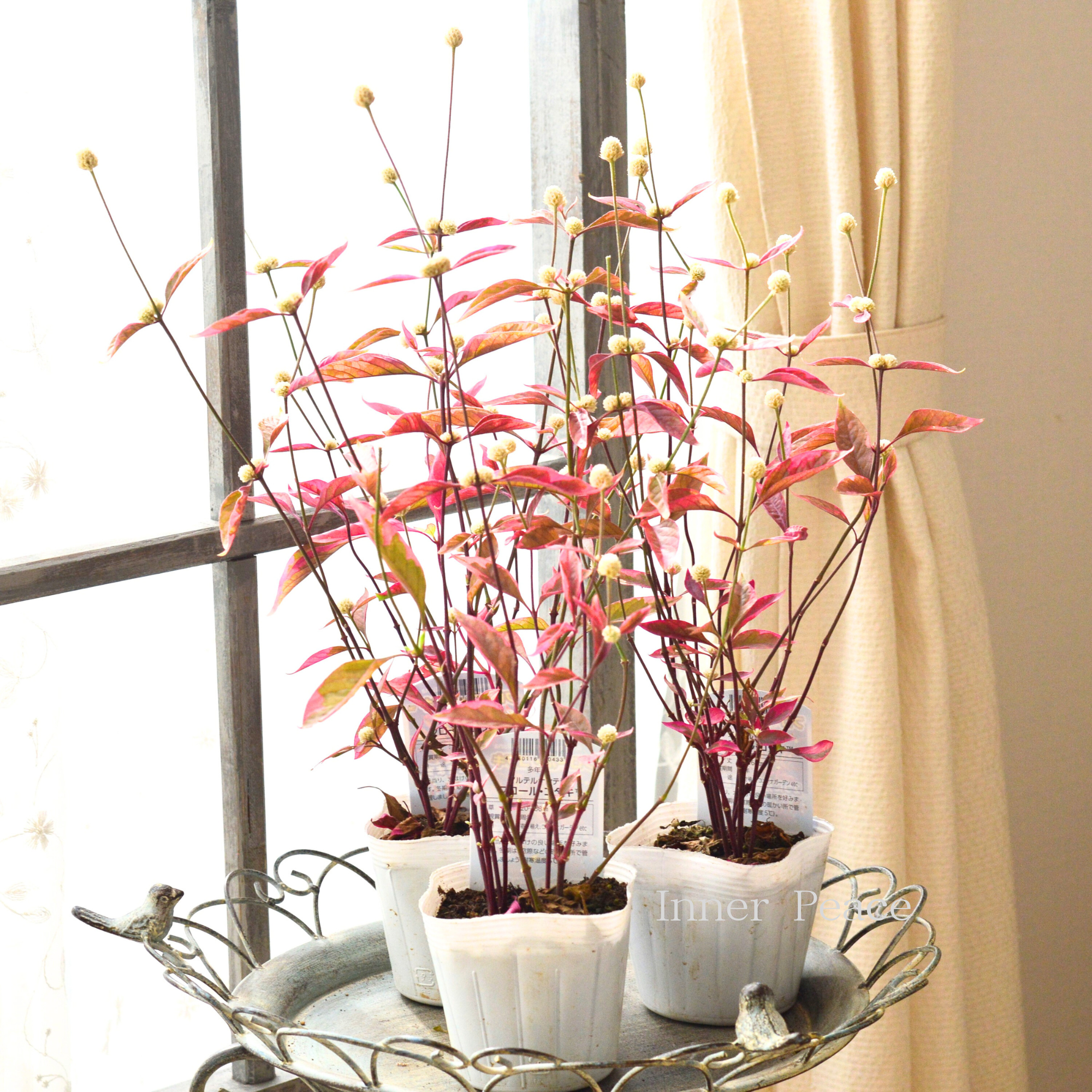 【寄せ植えに】 アルテルナンテラ　『フロール・コタキ』　3寸POT