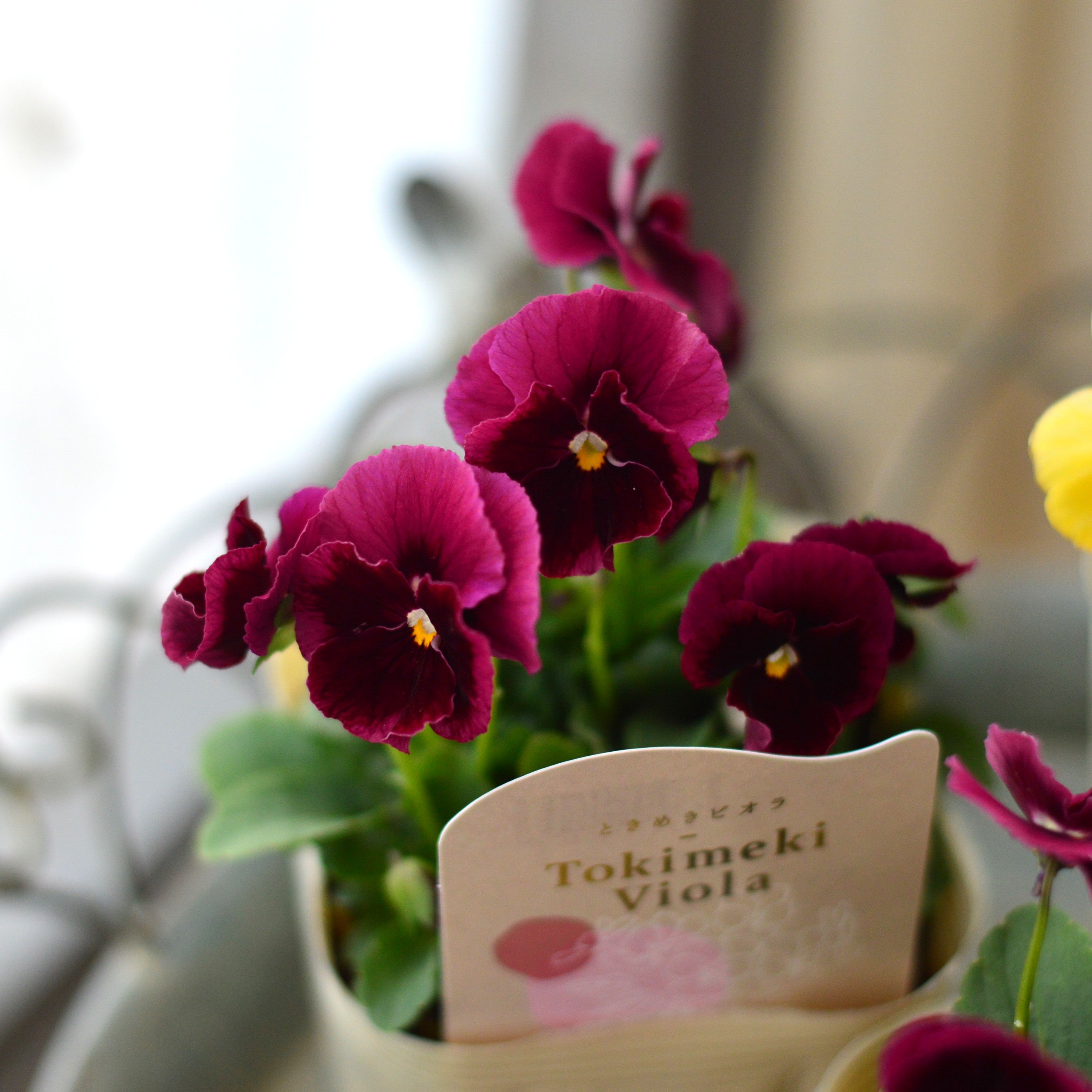 【希少】 ときめきビオラ　『お名前なし』　3.5寸POT