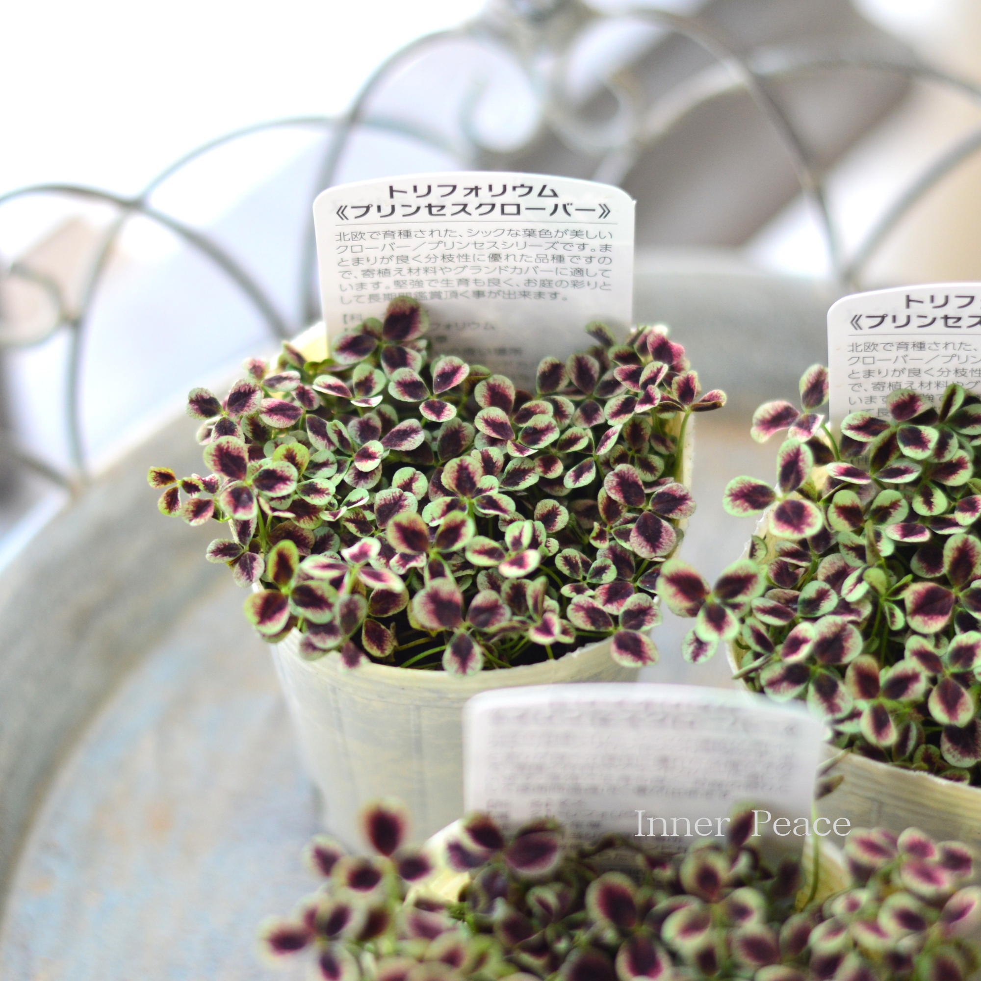 【寄せ植えに】 プリンセスクローバー　『エステル』　　2.5寸ロングPOT
