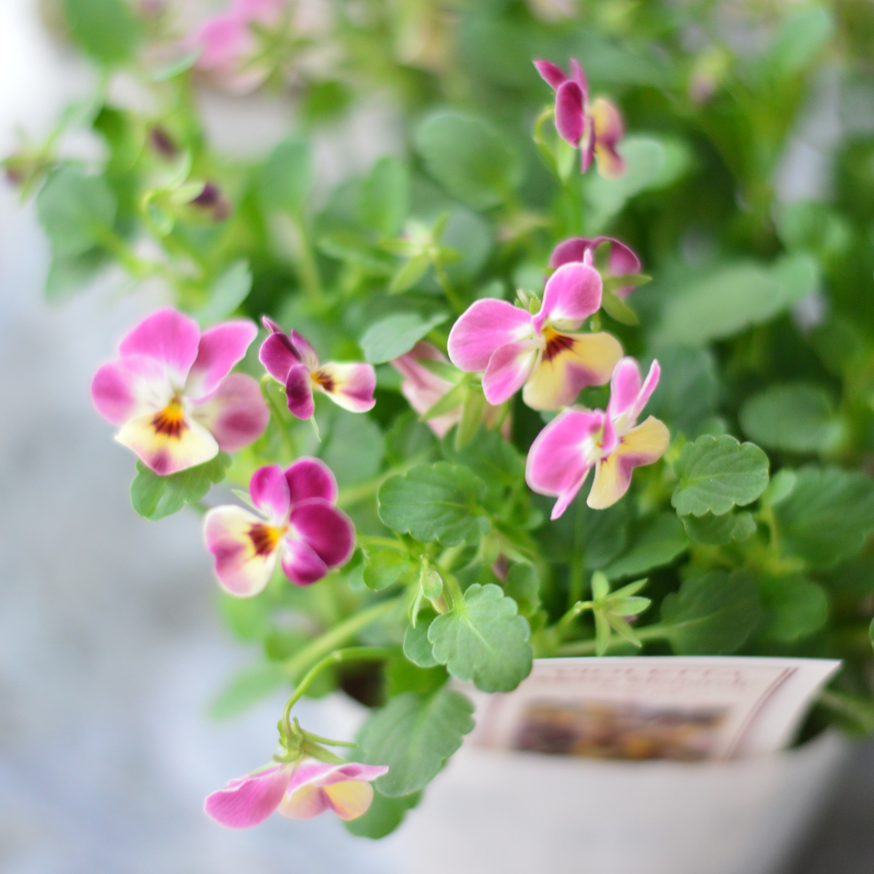 【かわいい】 小輪ビオラ　ビオレッタ　『メリーモナーク』　　3.5寸POT