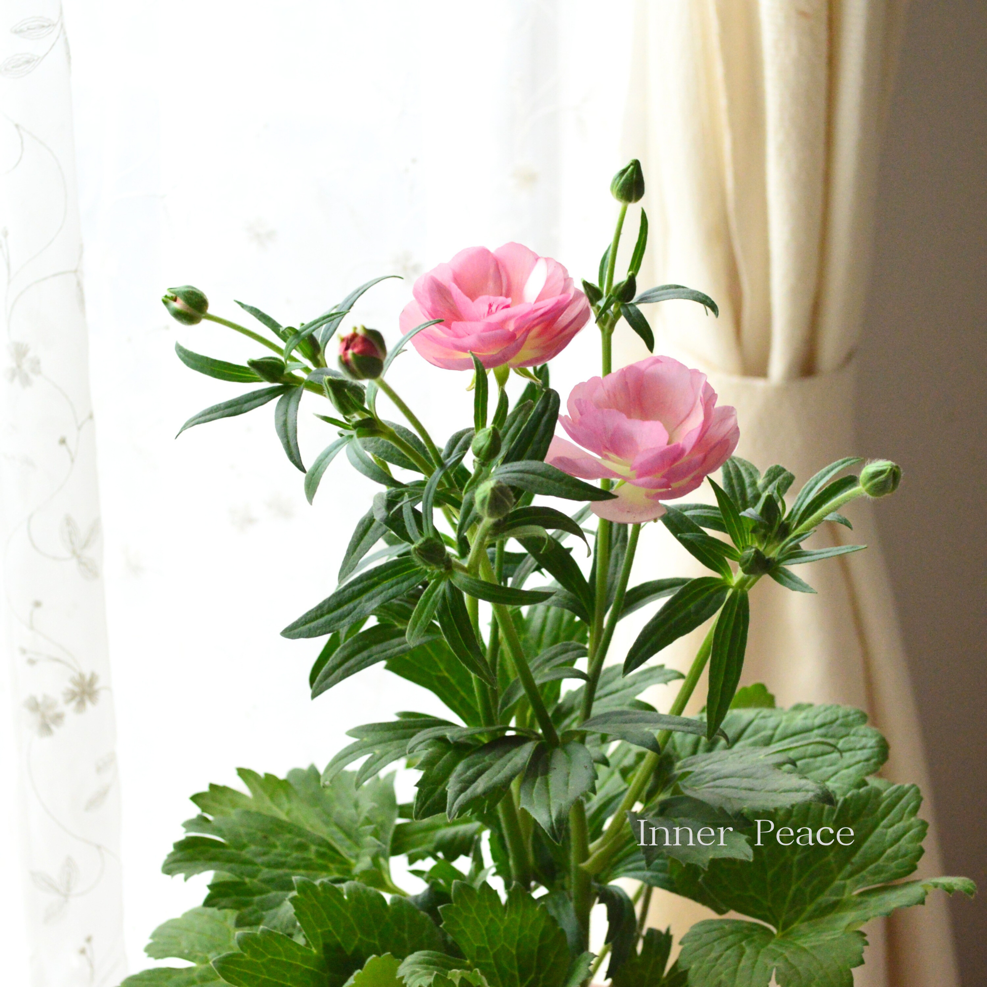 美しい】 ラナンキュラス・ラックス 『ヴィーナス』 4寸POT