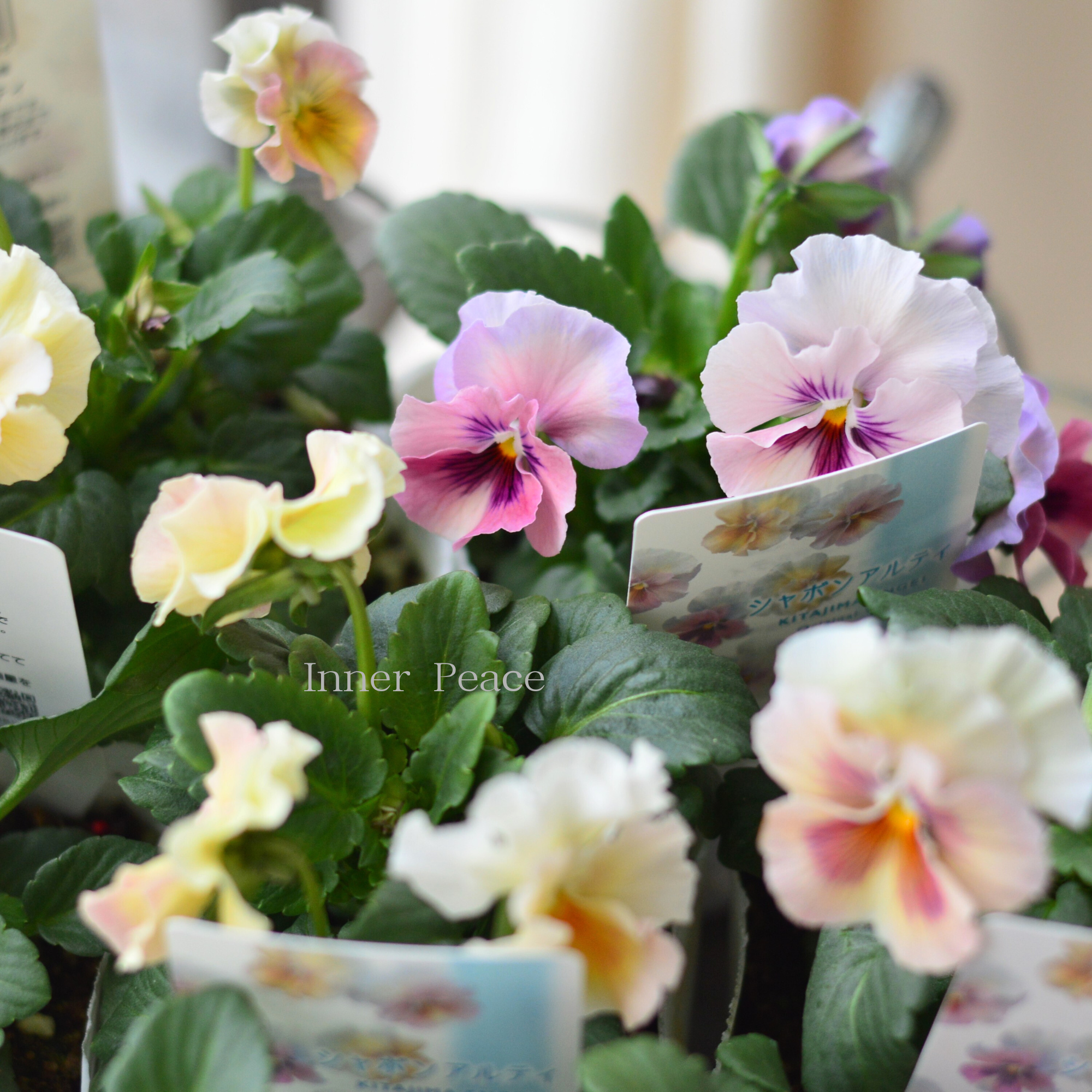 【北島園芸さん】 ビオラ　『シャボンアルティ』　　3.5寸POT