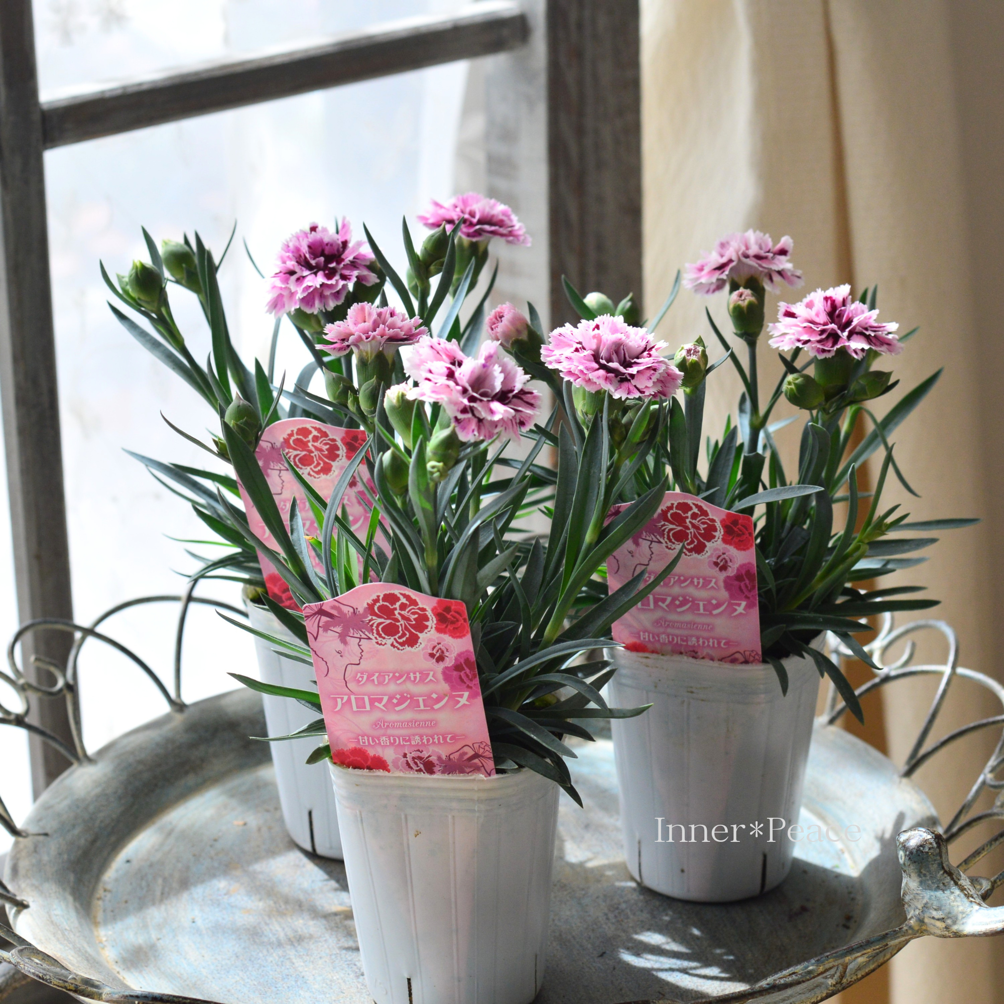 【良い香り】 ダイアンサス　『アロマジェンヌ』　　2.5寸～3寸ロングPOT
