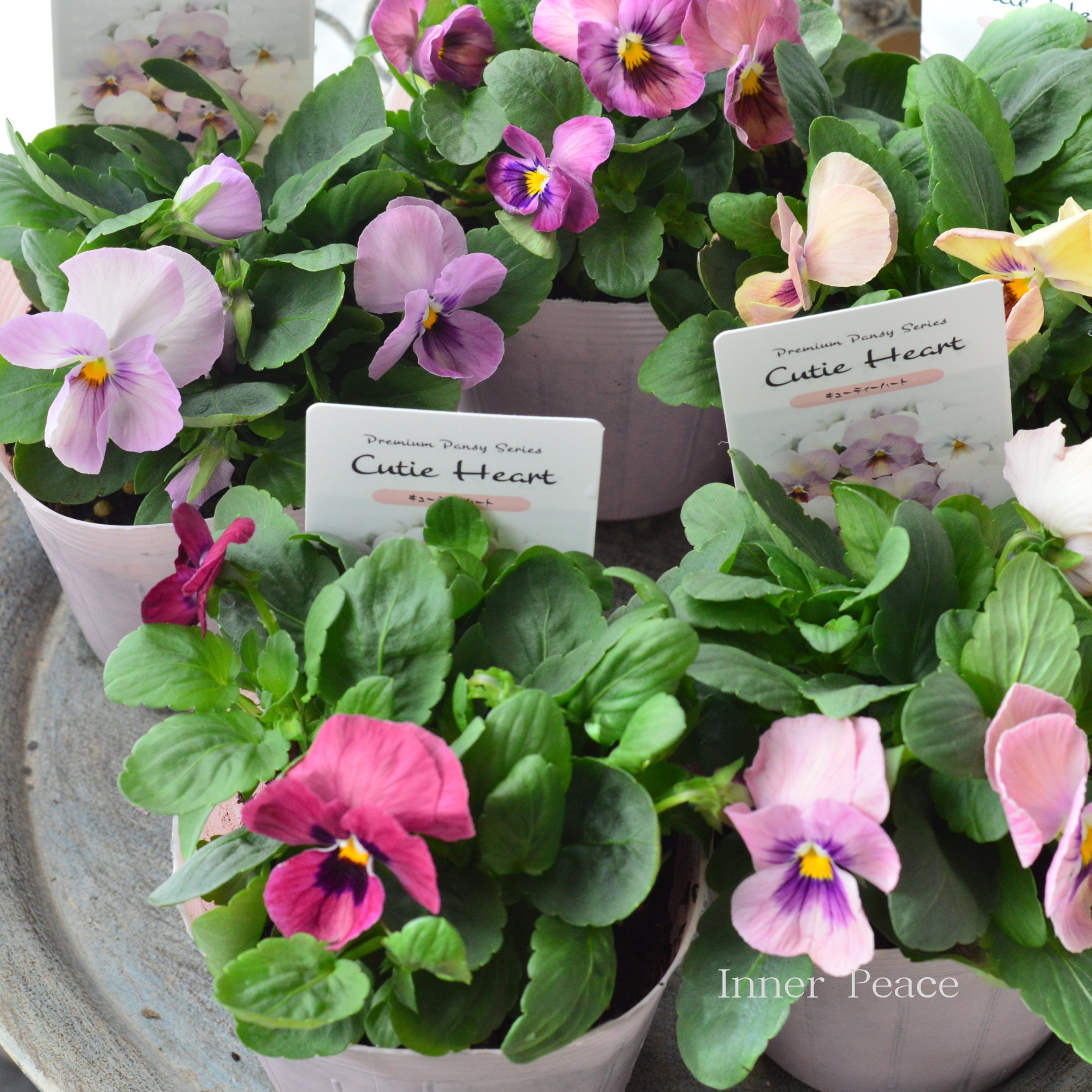 【かわいい】 パンジー　『キューティーハート』　　3.5寸POT