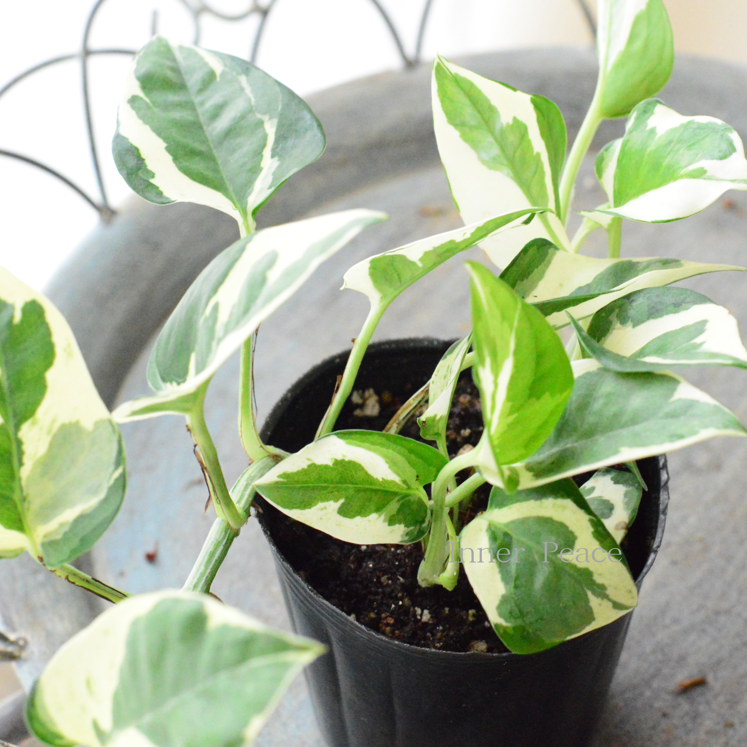 【観葉植物】 ポトス　『エンジョイ・ロング』　3寸POT