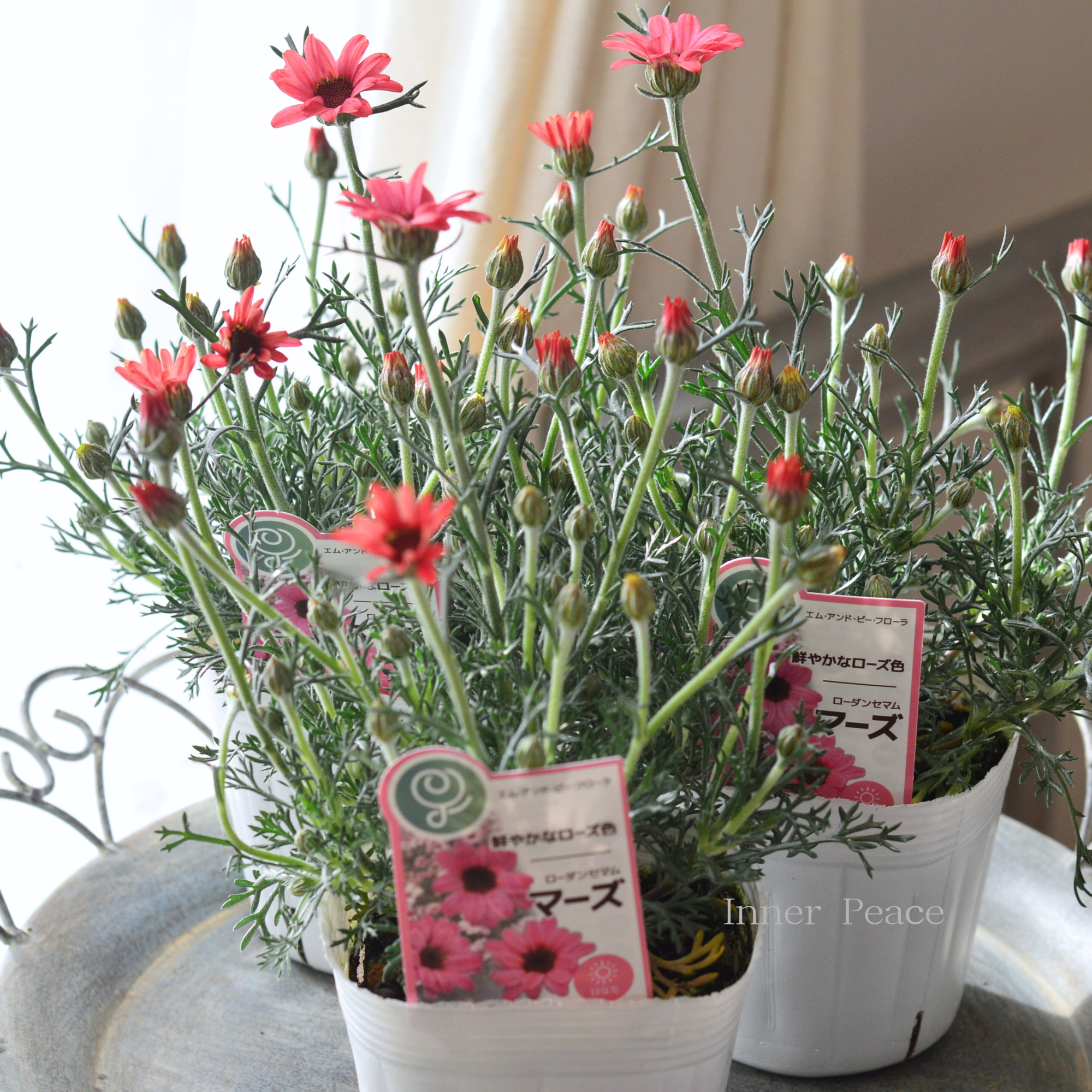 【大人かわいい】 ローダンセマム　『マーズ』 　3.5寸POT