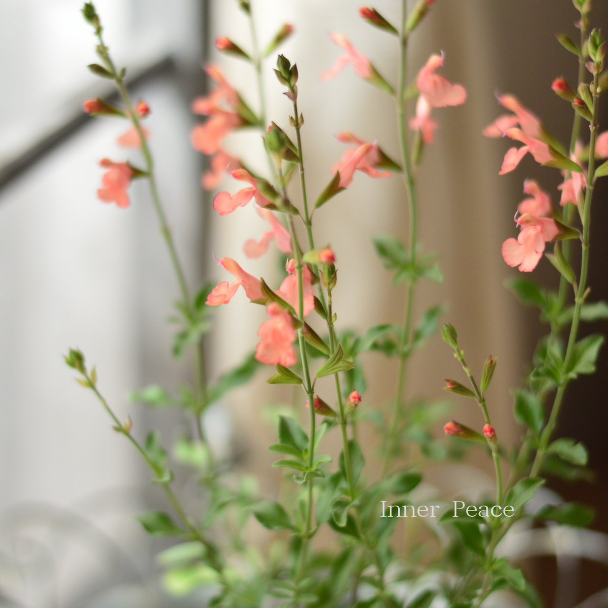 【花入10】常滑1（耳付）二代素三　高さ24.5㎝ 宿根】 サルビア（ヤメンシス） 『カリフォルニア サンセット』 3.5寸POT