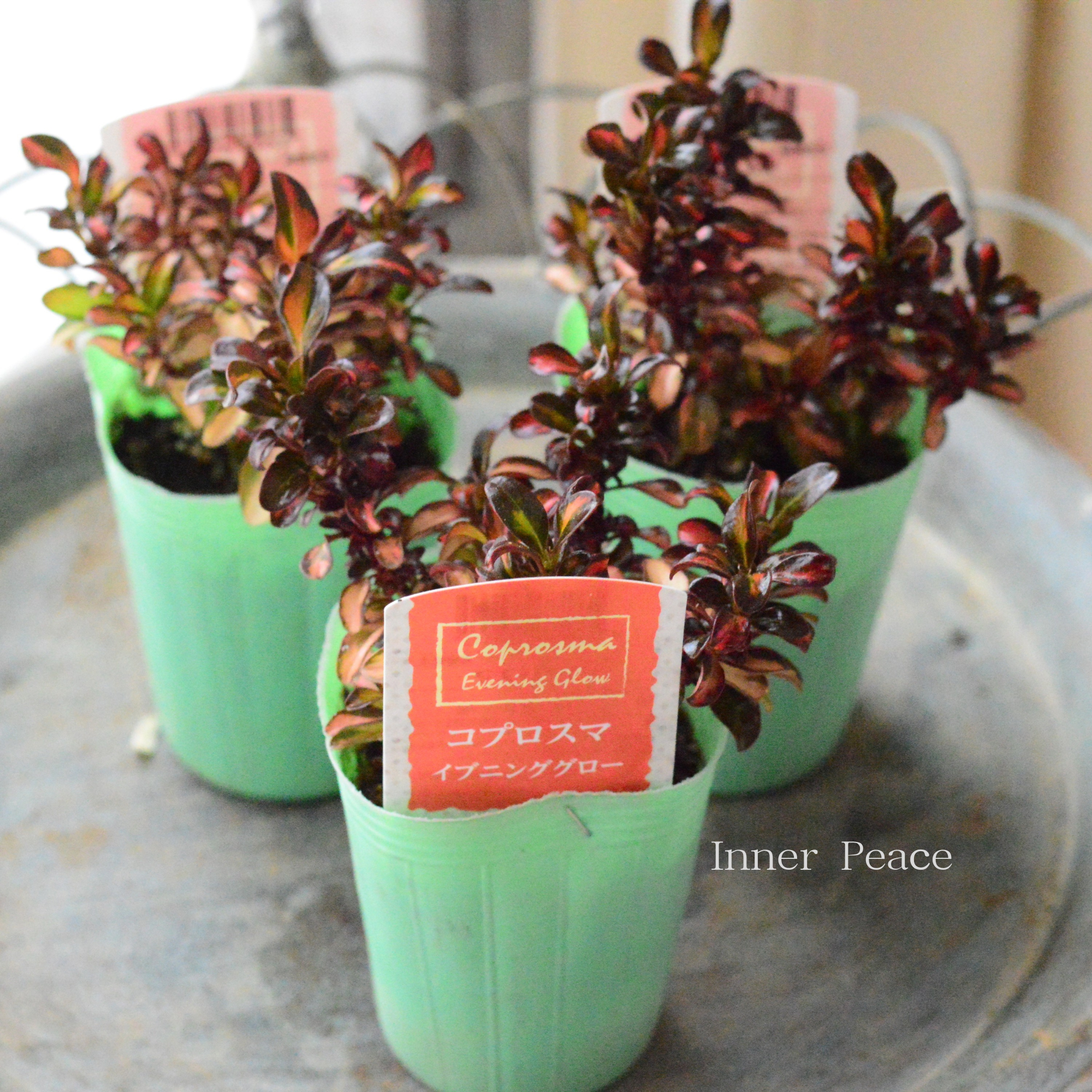 【寄せ植えに】 コプロスマ　『イブニンググロー』　2.5寸POT