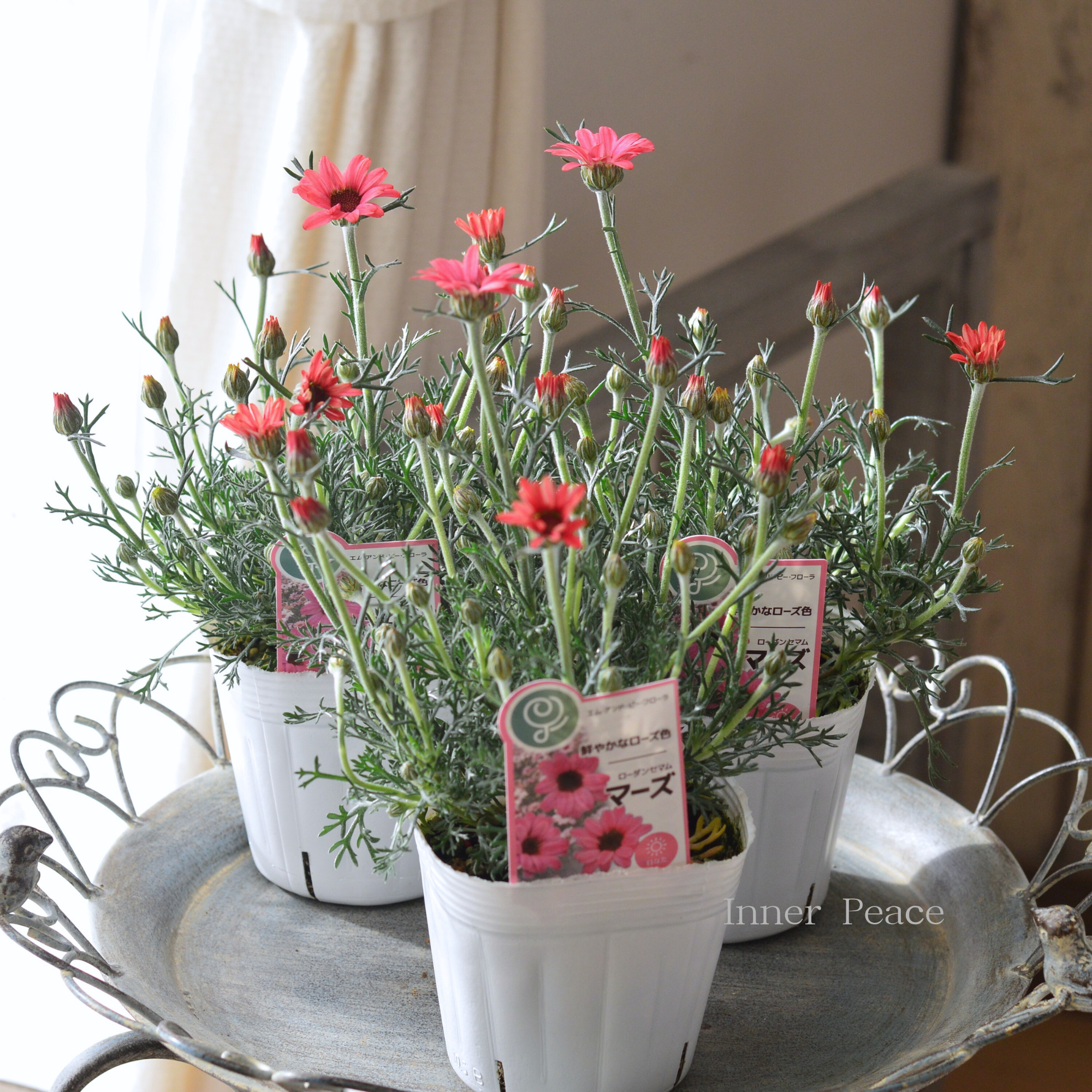 【大人かわいい】 ローダンセマム　『マーズ』 　3.5寸POT