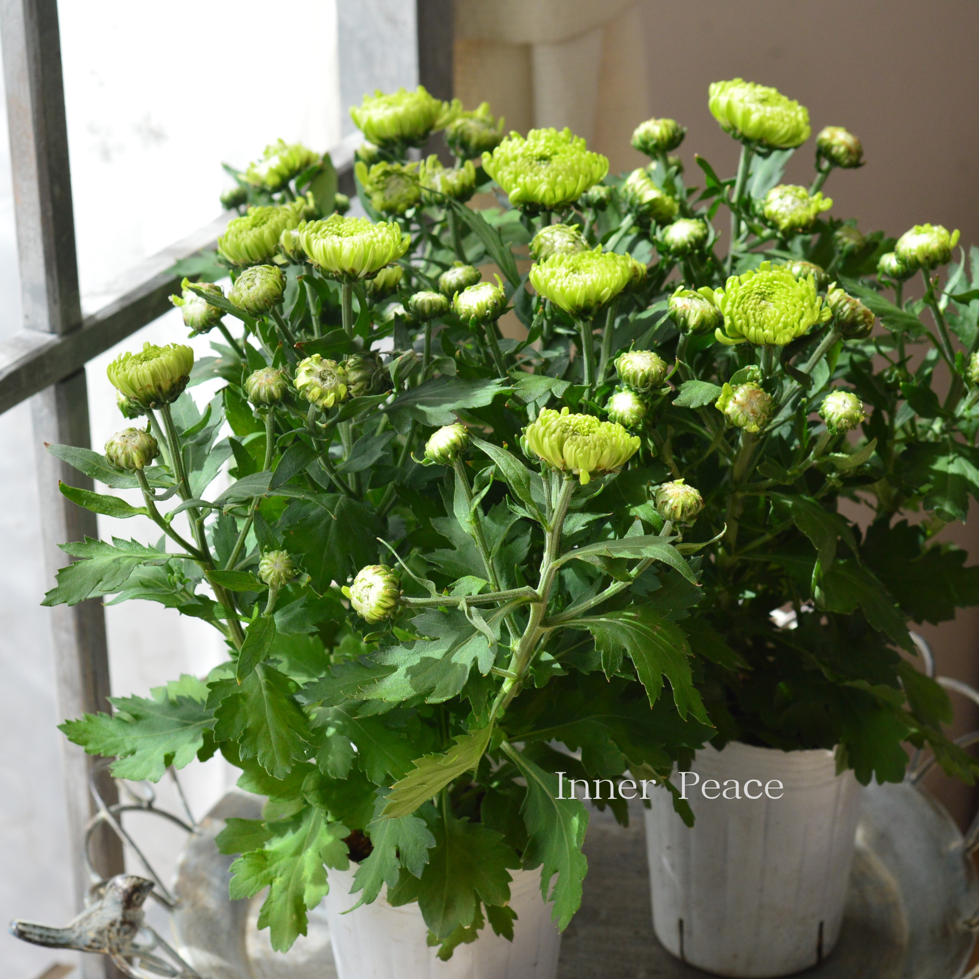 【秋の花】 カクテルマム 『クリスタル・ライム系』　　3寸ロングPOT