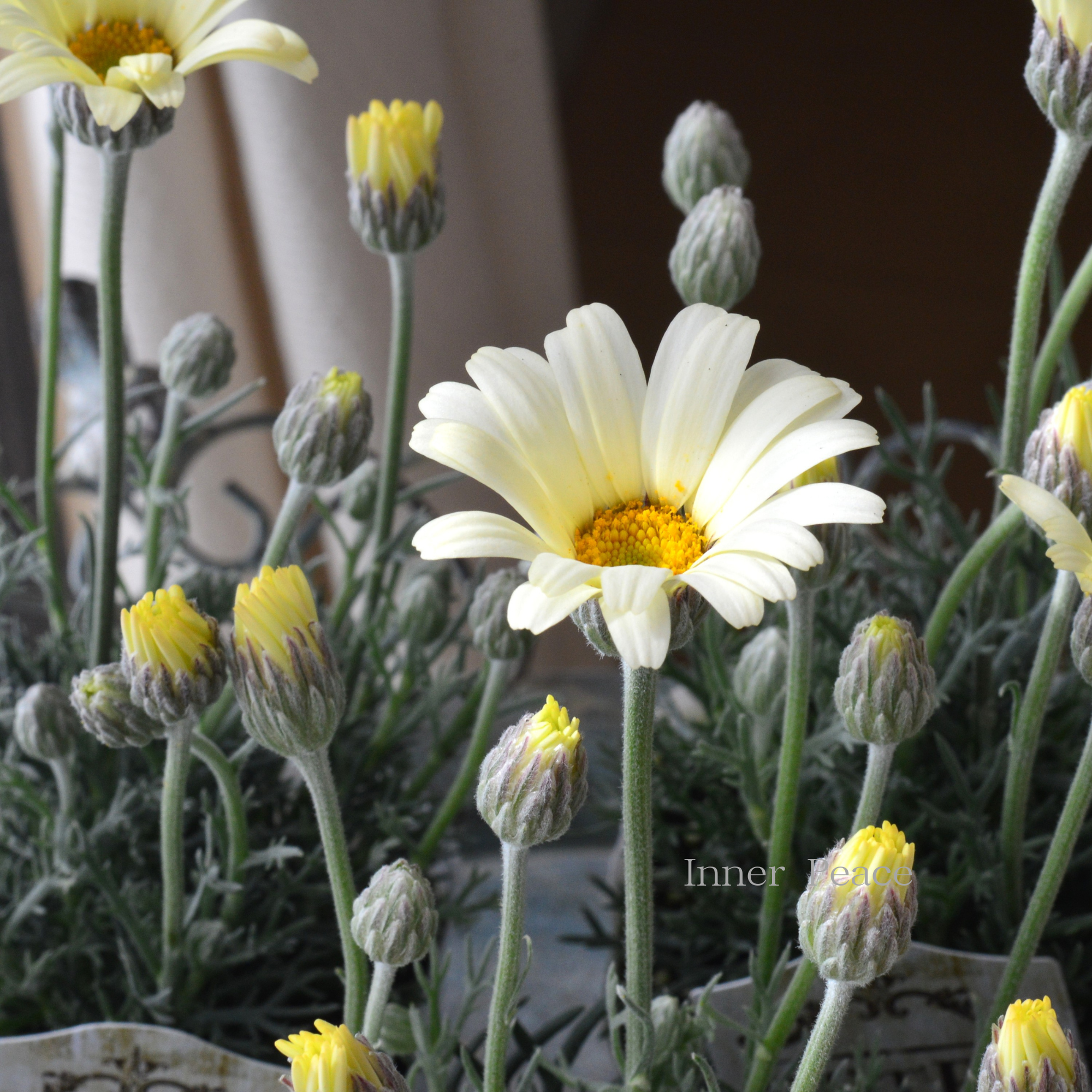 【大人かわいい】 ローダンセマム　『レトロクラッカー』 　3.5寸POT