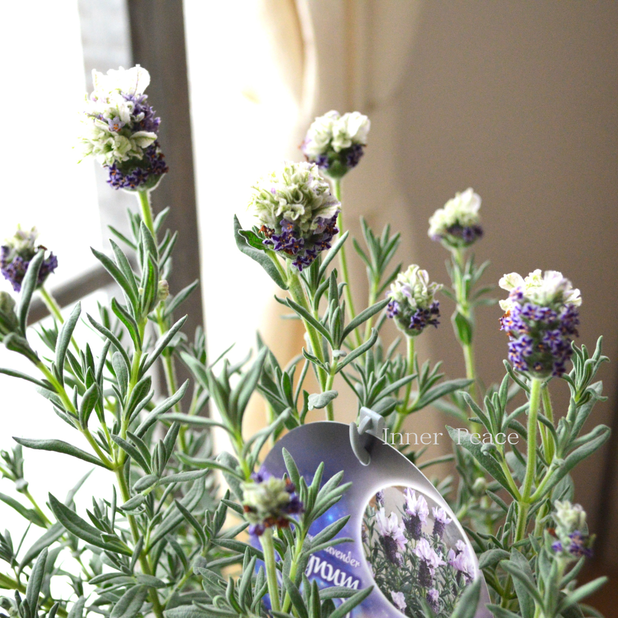 【小林花卉さん】 フレンチラベンダー 『マグナムスターパープル』　5号鉢