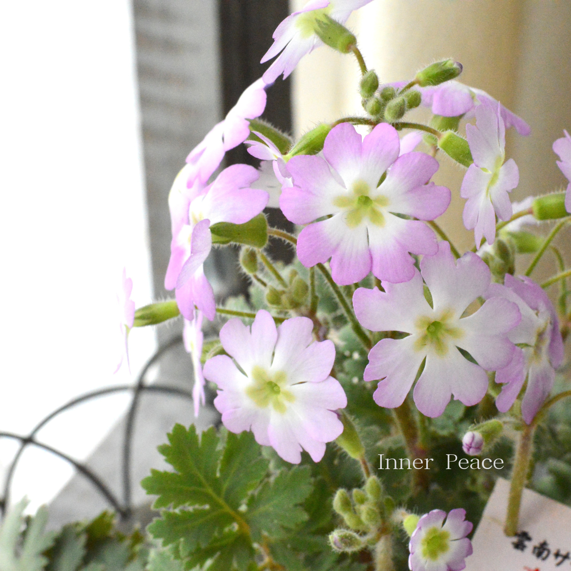 【かわいい】 雲南サクラソウ　『オーロラ』　　3.5寸POT