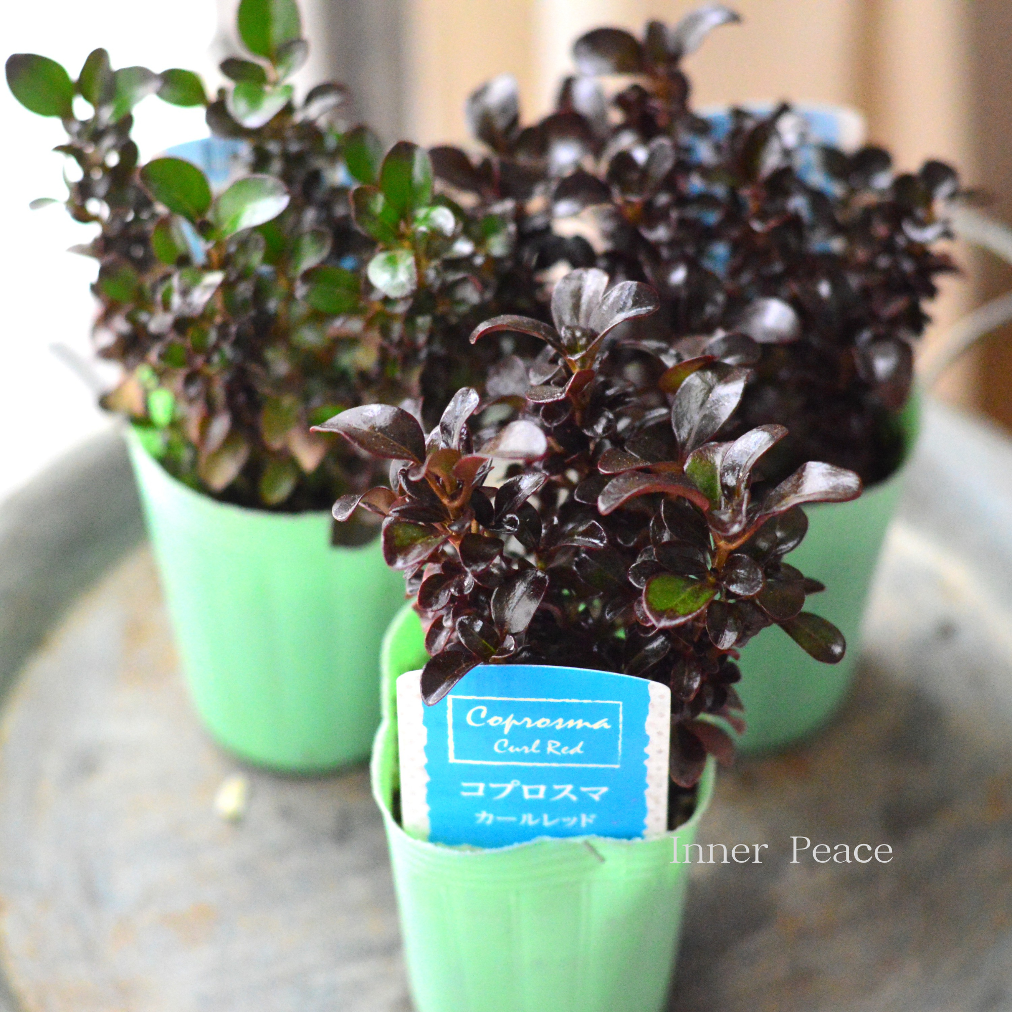 【寄せ植えに】 コプロスマ　『カールレッド』　2.5寸POT
