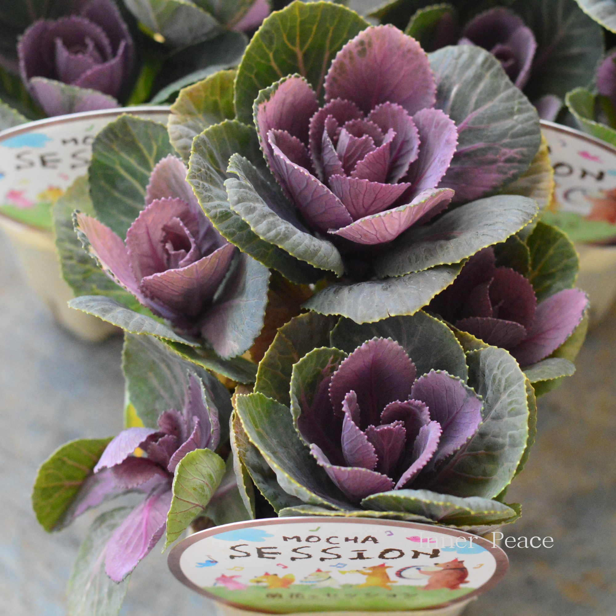 【アンティーク】 葉牡丹　『萌花セッション・丸葉』  3寸POT