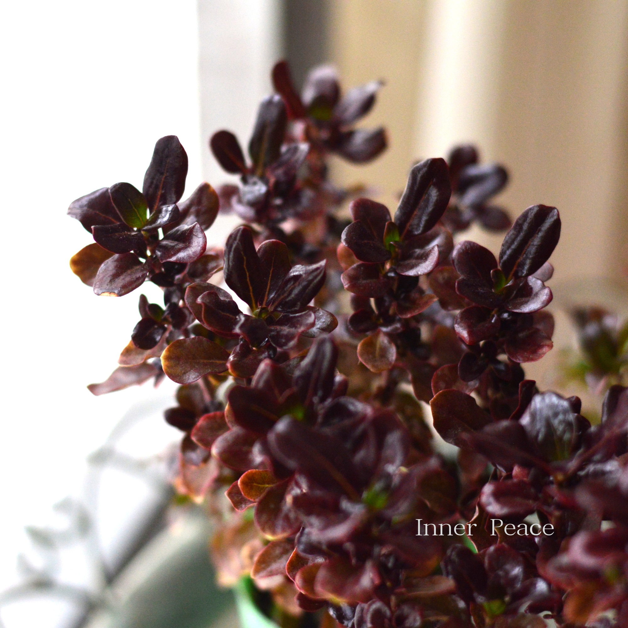 【寄せ植えに】 コプロスマ　『コーヒー』　2.5寸POT