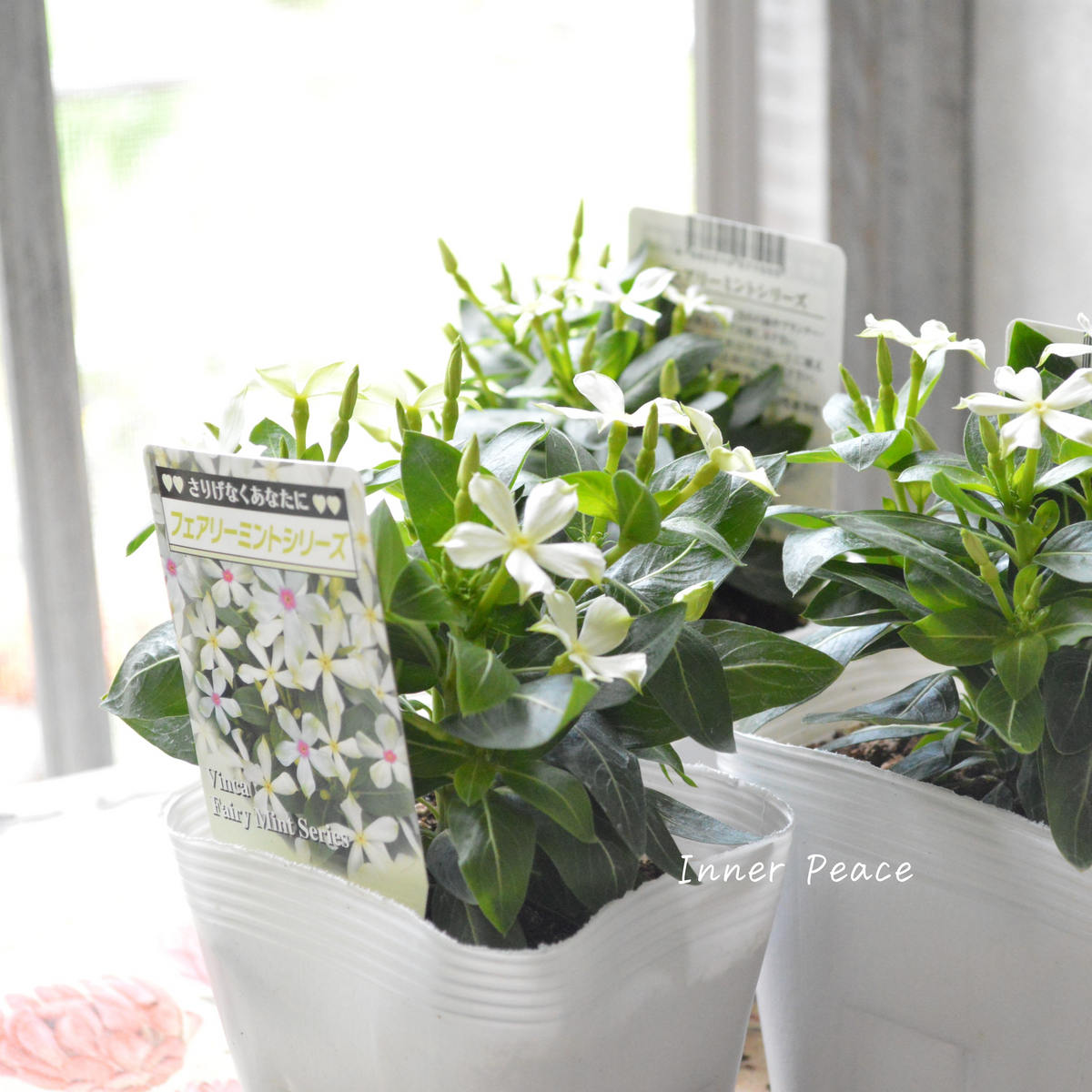 北島園芸さん】 ニチニチソウ 『フェアリーミント・イエローアイ』 3.5