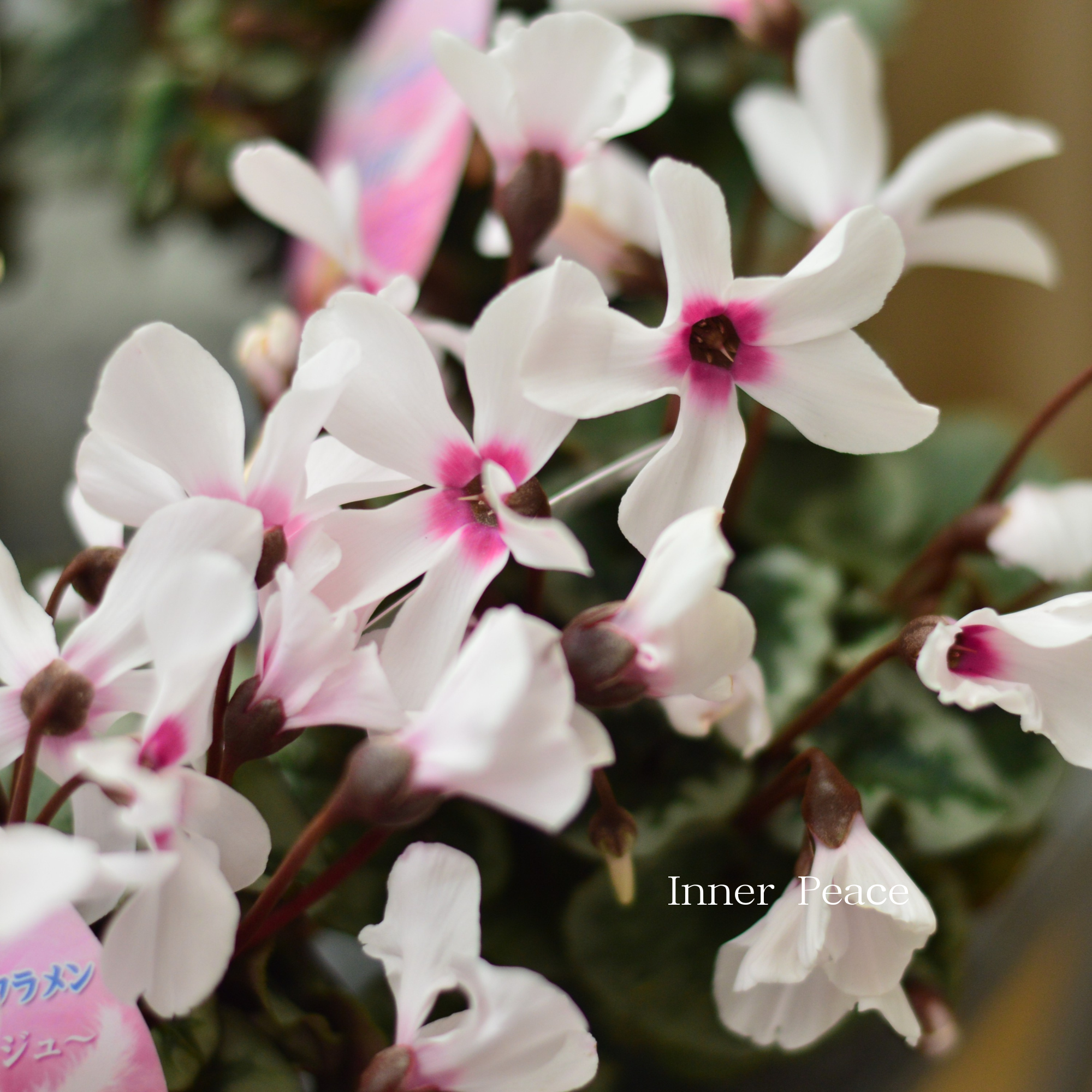 【大栄花園さん】 ミニシクラメン　『ange～アンジュ～』　 2.5寸硬質POT