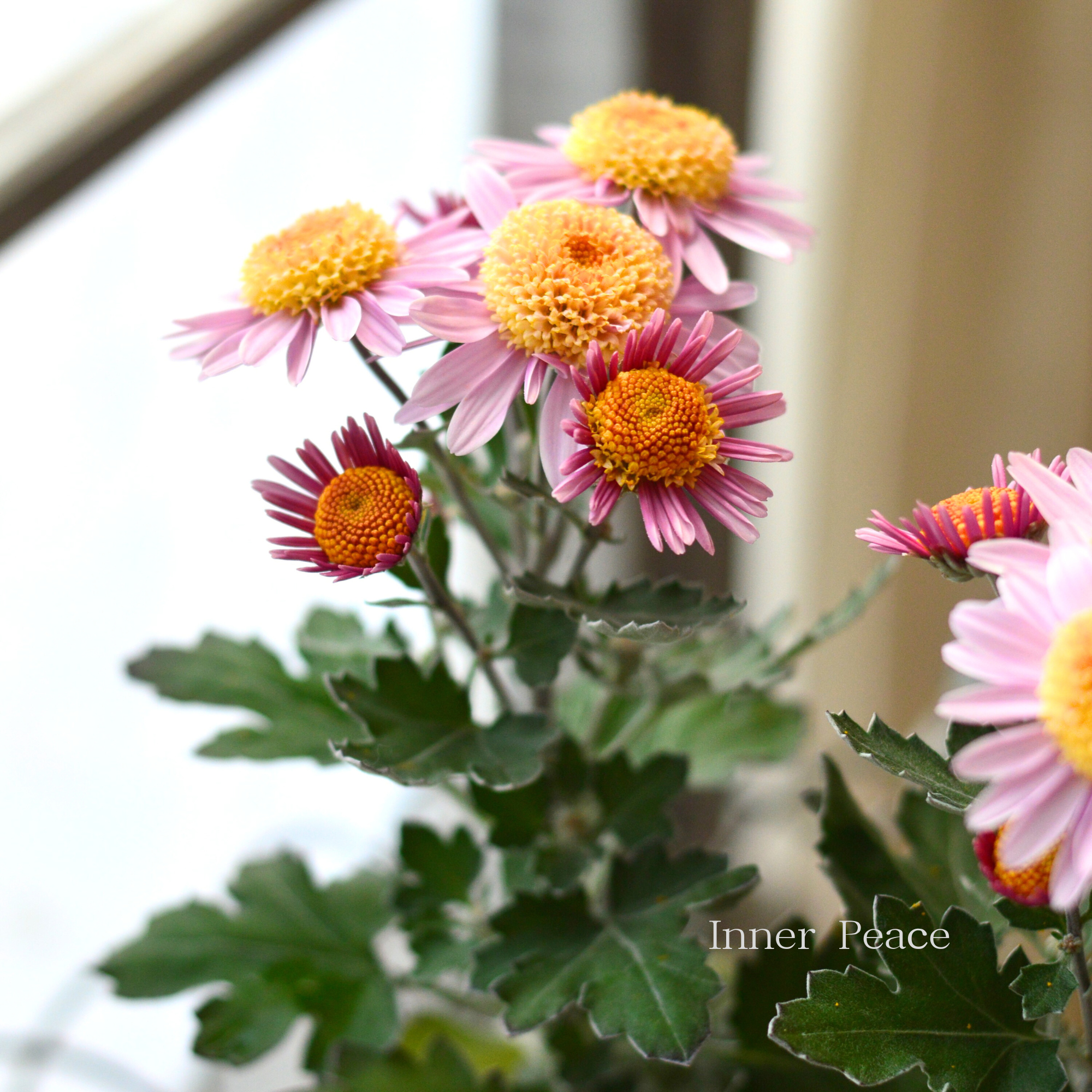 【かわいい】 フローズンマム　『メローピンク』　3.5寸POT