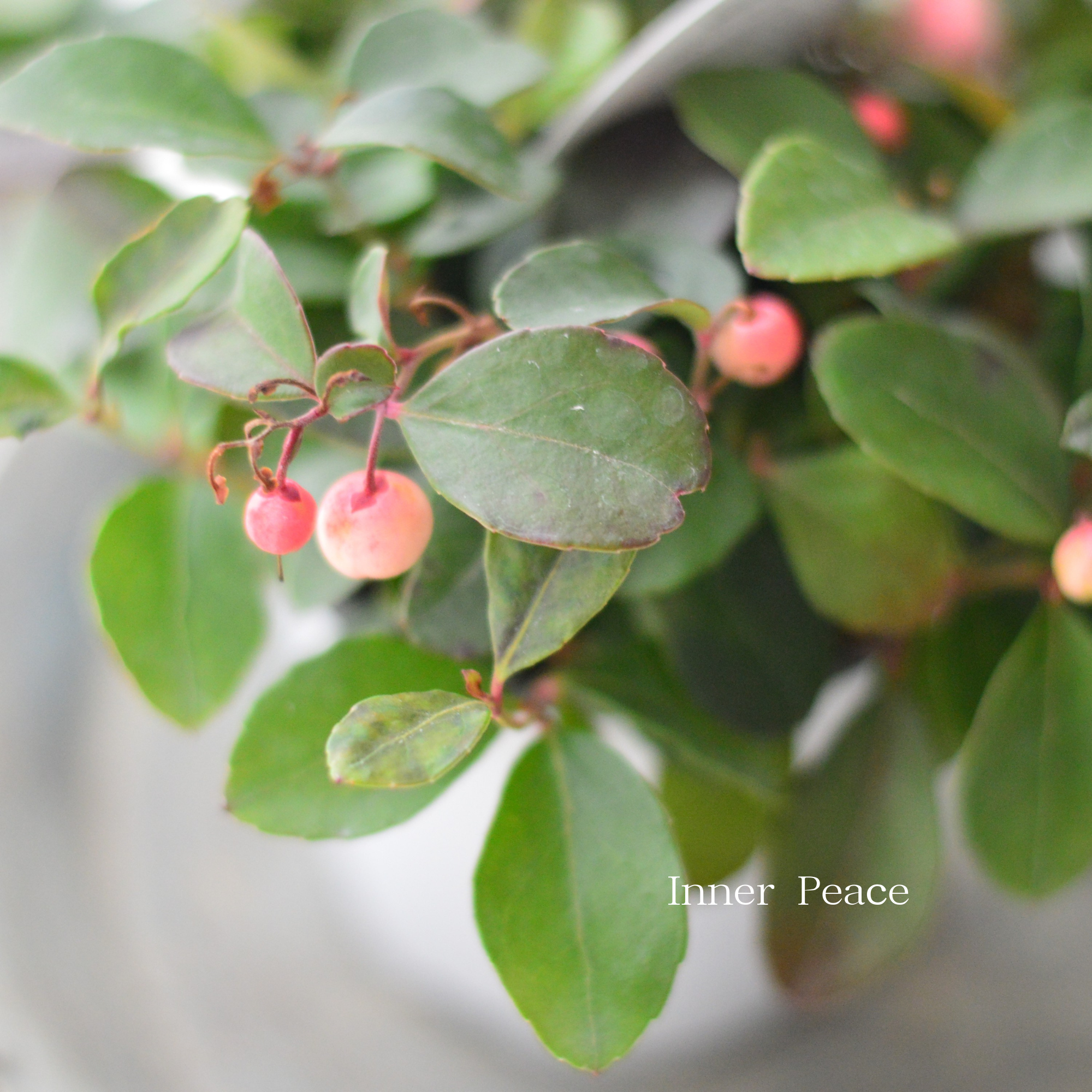 【寄せ植えに】 ゴーテリア・チャオペラ　『ピンク』　 3寸POT