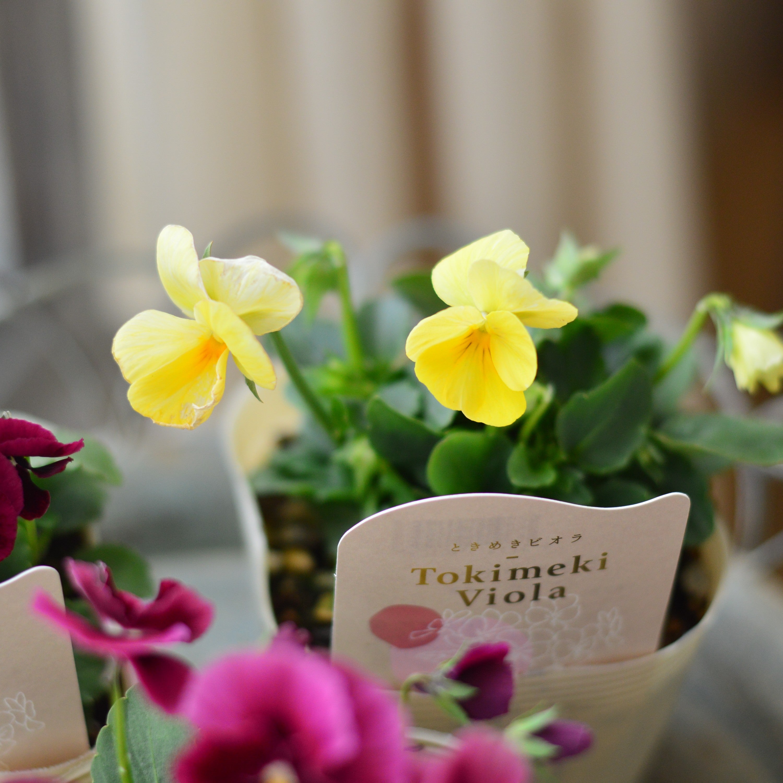 【希少】 ときめきビオラ　『お名前なし』　3.5寸POT
