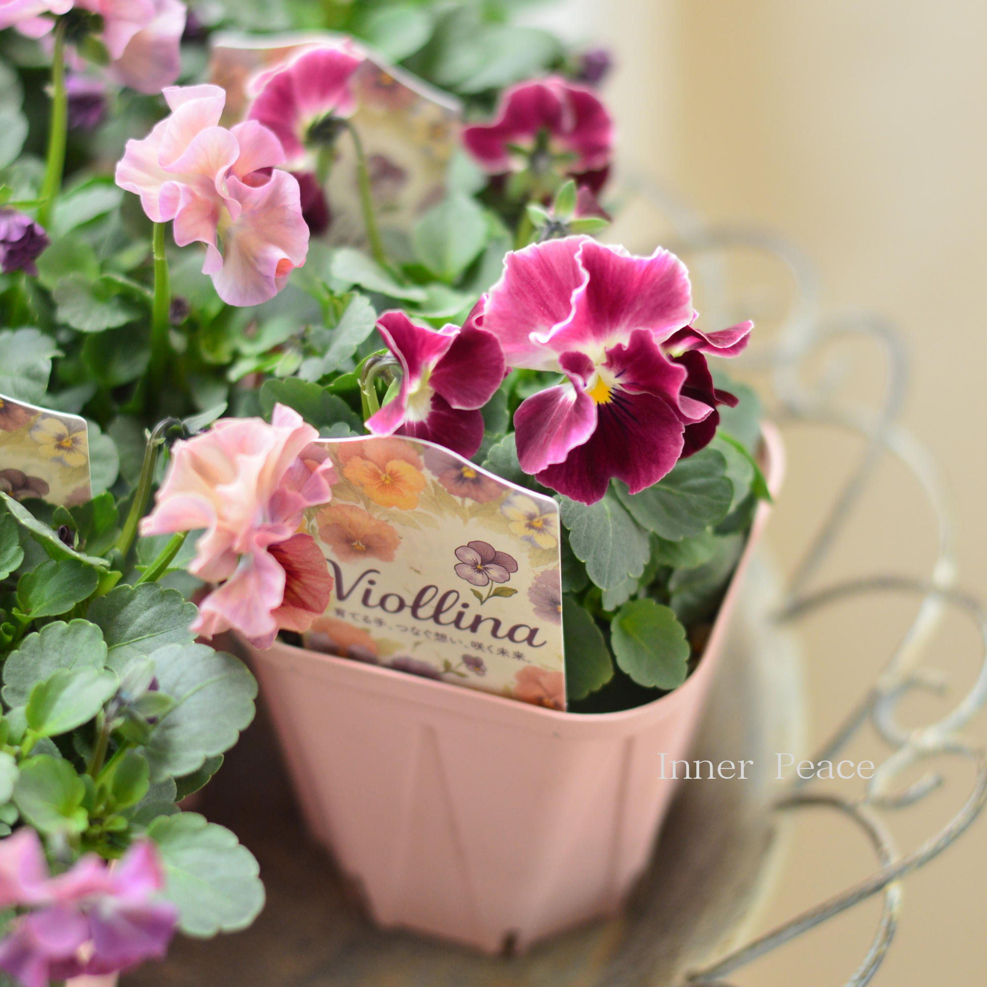 【かわいい】 ビオラ　『ビオリーナ』　　3.5寸硬質POT